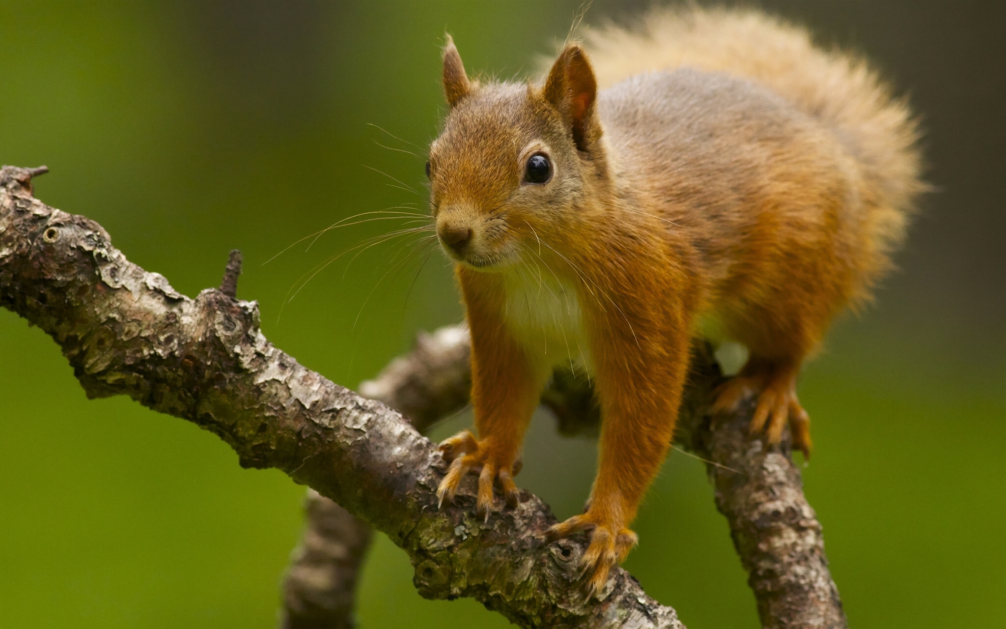 Download mobile wallpaper Squirrel, Branch, Animal, Rodent for free.