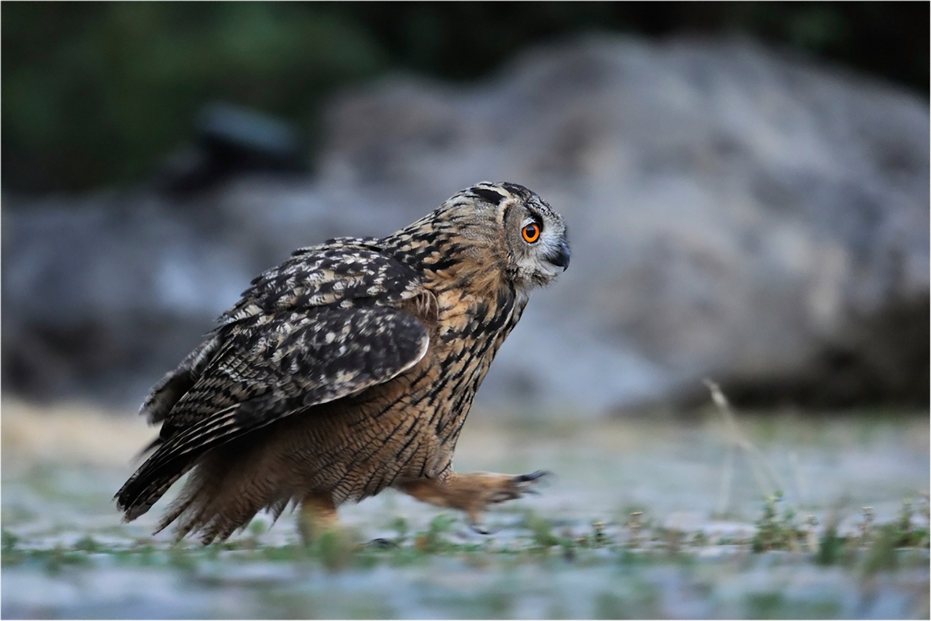 Download PC Wallpaper owl, animals, bird, forest, predator, stroll