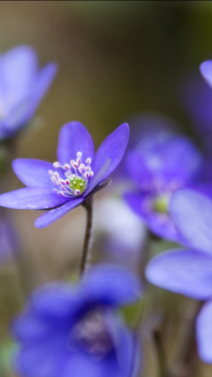 Descarga gratuita de fondo de pantalla para móvil de Flores, Flor, Tierra/naturaleza.