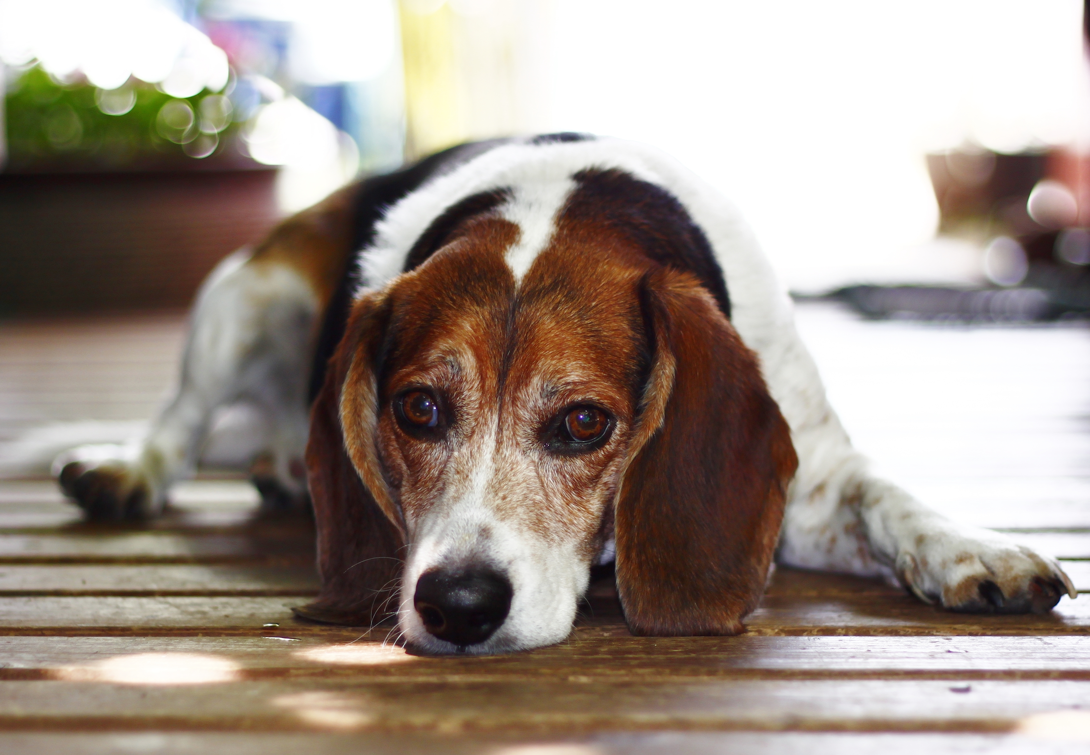 Free download wallpaper Dogs, Dog, Muzzle, Animal, Bokeh, Beagle on your PC desktop