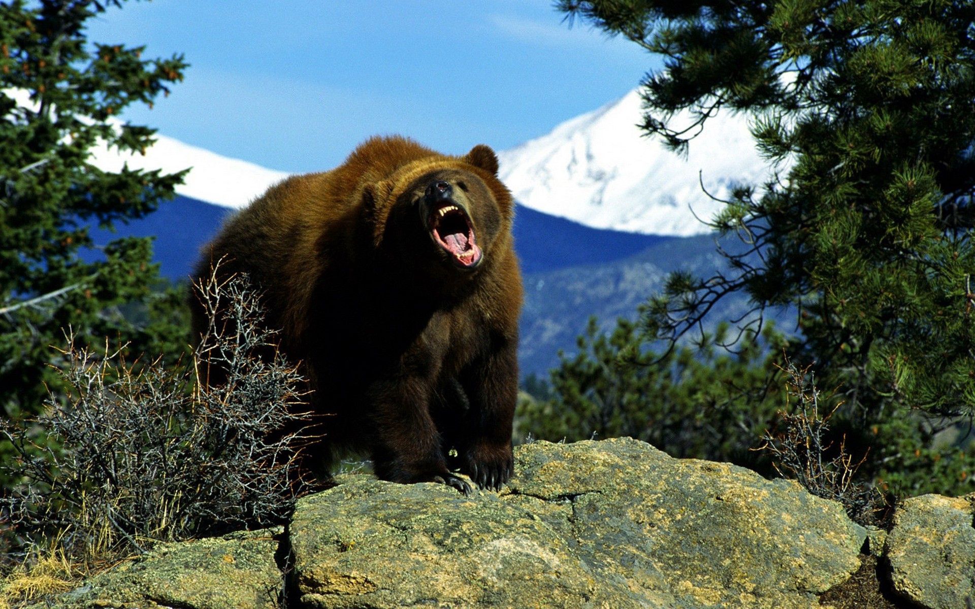 53041 скачать обои медведь, деревья, животные, крик, возвышенность, рык - заставки и картинки бесплатно