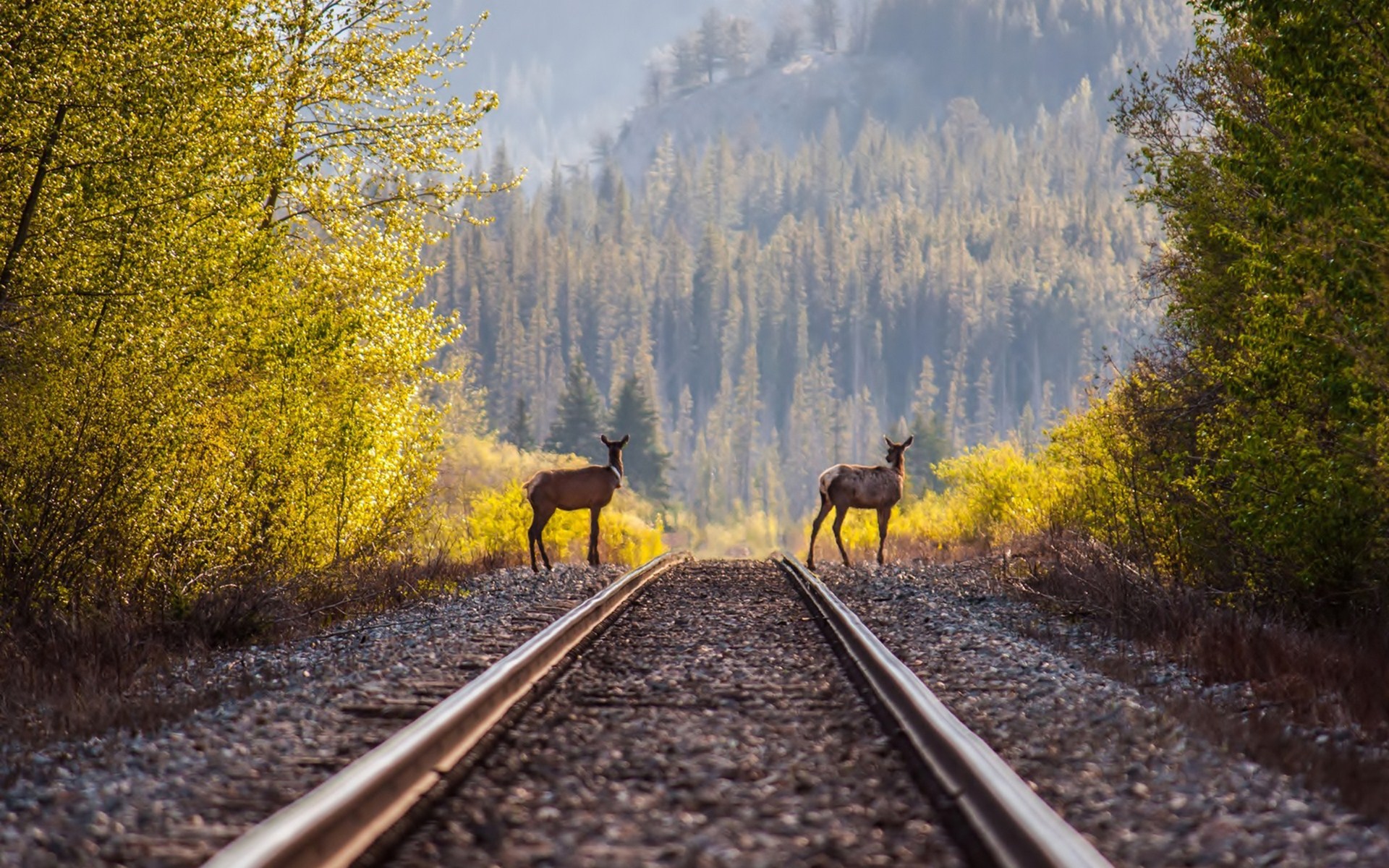 Laden Sie das Tiere, Hirsch-Bild kostenlos auf Ihren PC-Desktop herunter