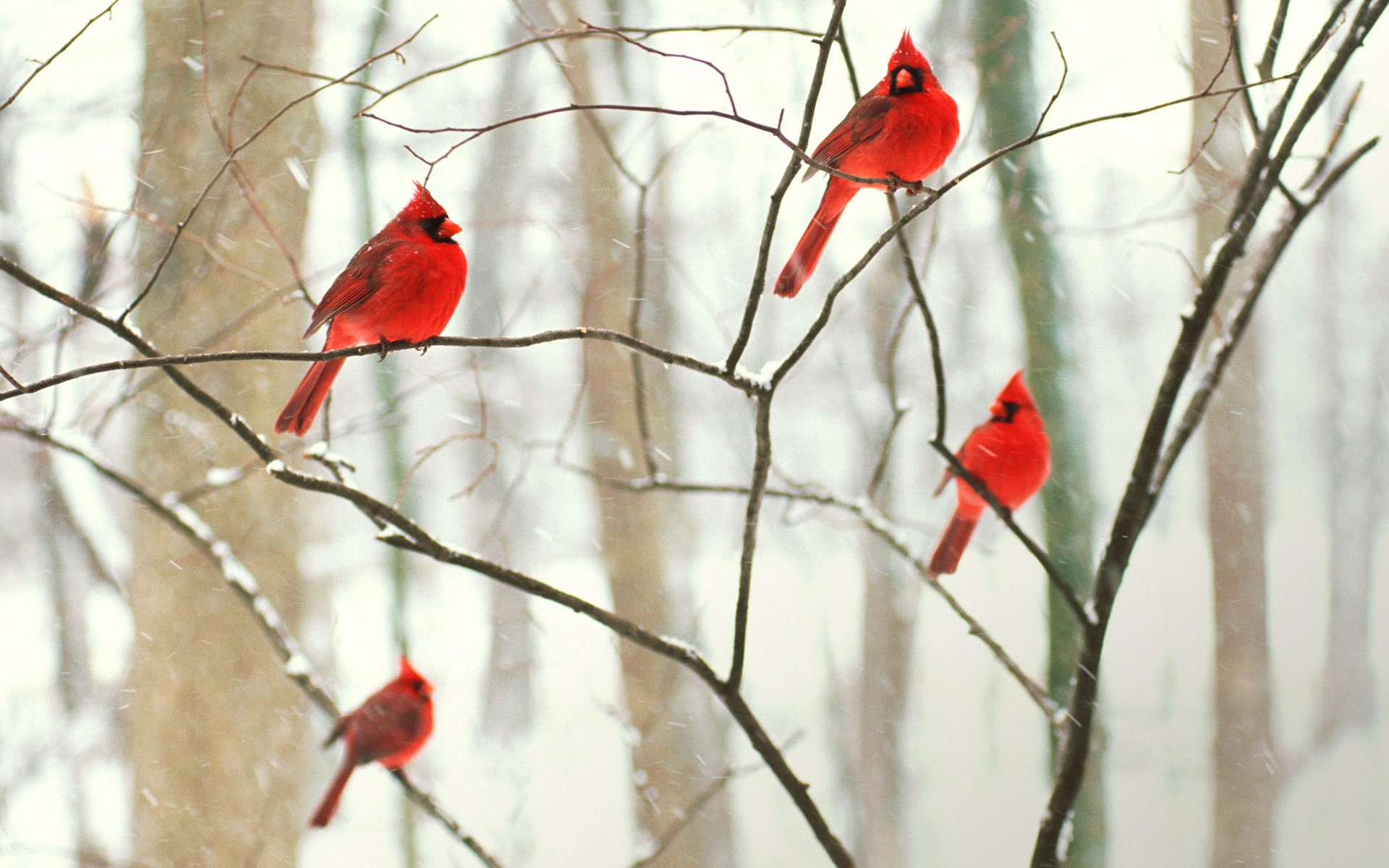 416109 скачать обои животные, северный кардинал, птицы, кардиналовые, снег, зима - заставки и картинки бесплатно