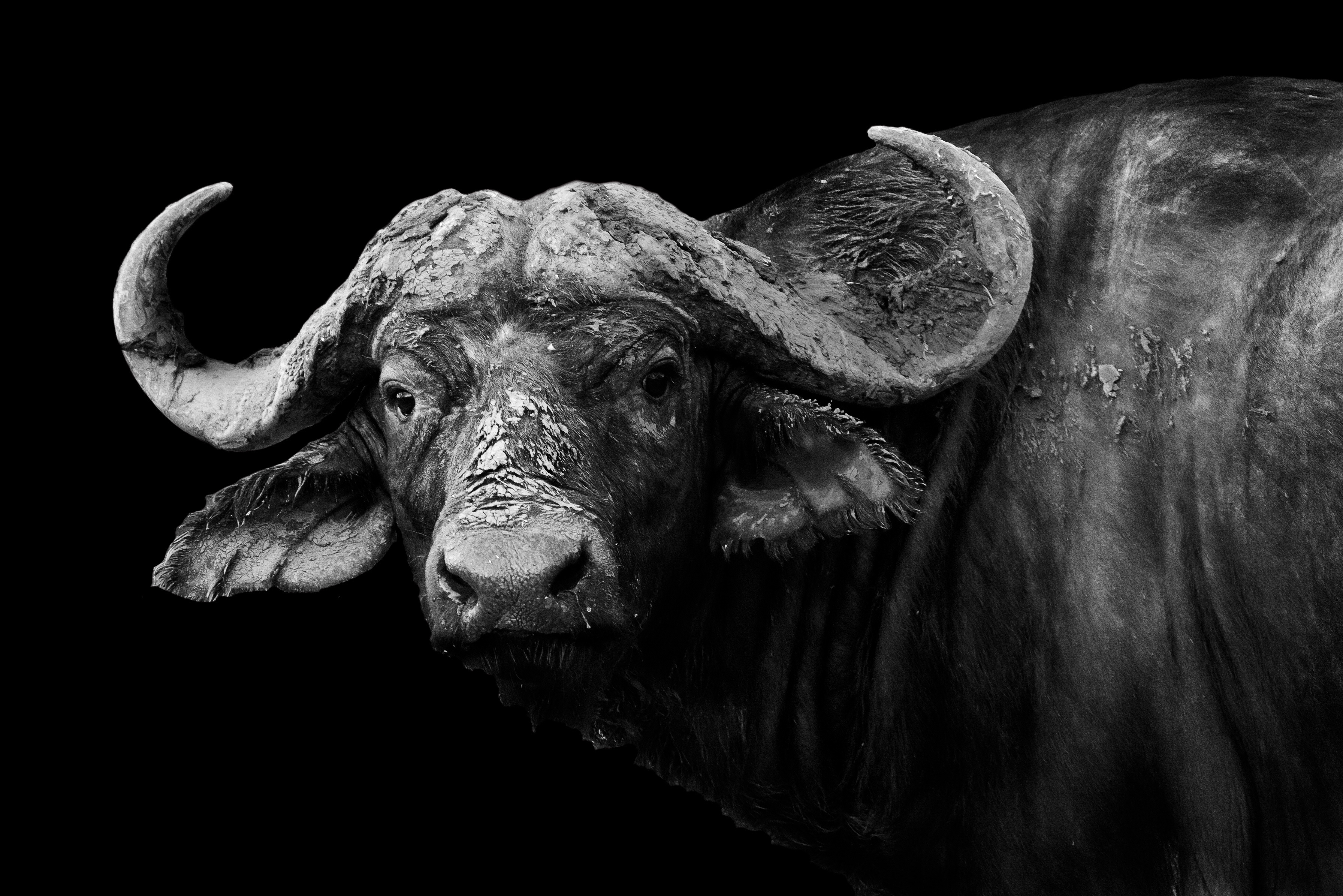 681960 скачать обои африканский буйвол, животные - заставки и картинки бесплатно