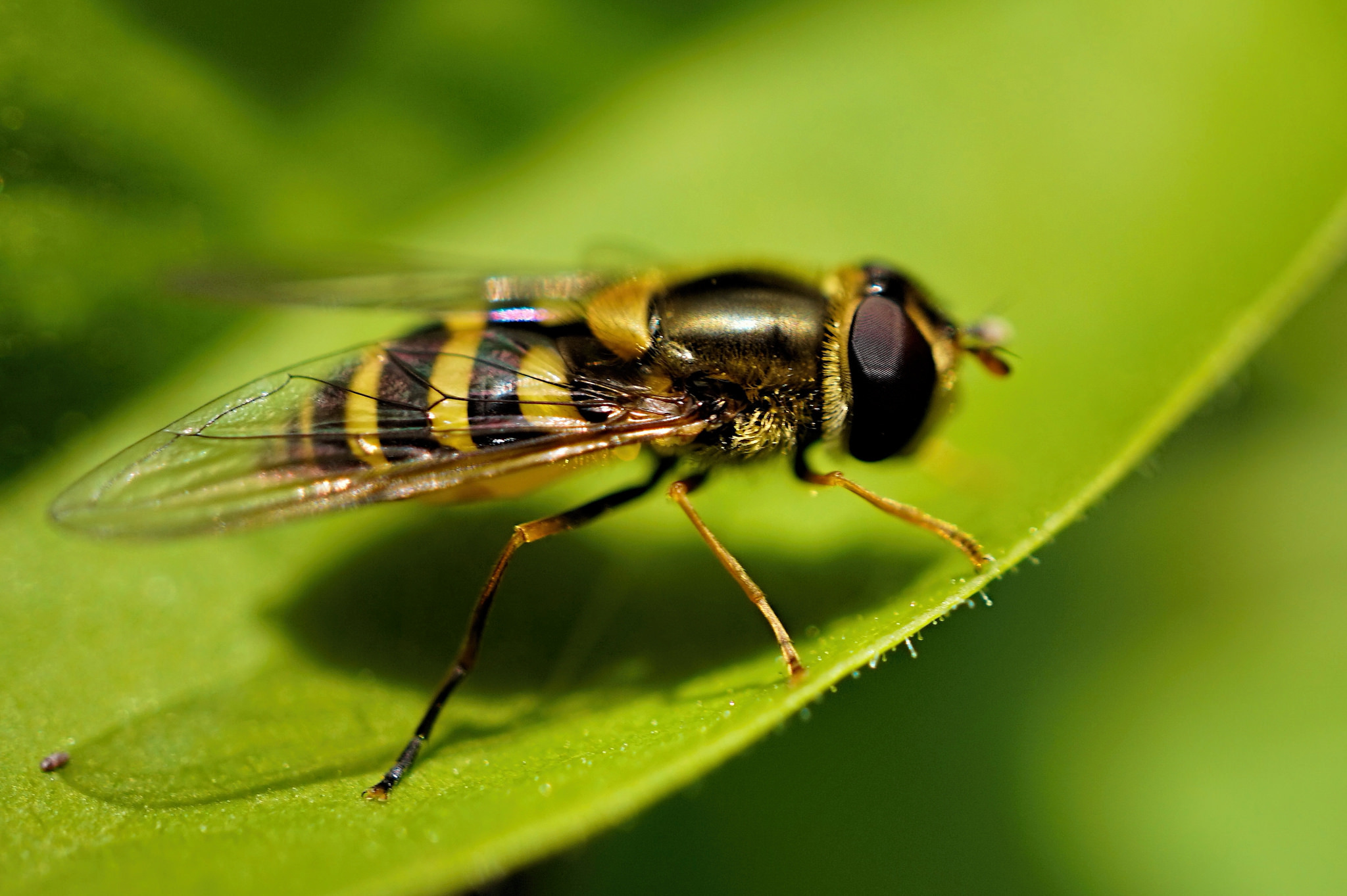animal, hoverfly