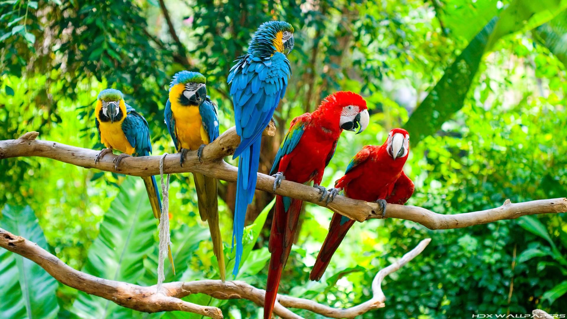 398457壁紙のダウンロード動物, コンゴウインコ, 青と黄色のコンゴウインコ, オウム, 赤と緑のコンゴウインコ, 鳥-スクリーンセーバーと写真を無料で