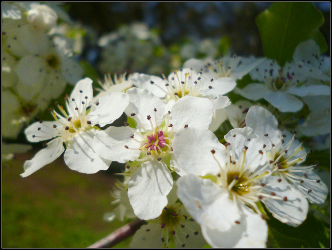 Free download wallpaper Flowers, Sakura, Earth, Blossom on your PC desktop