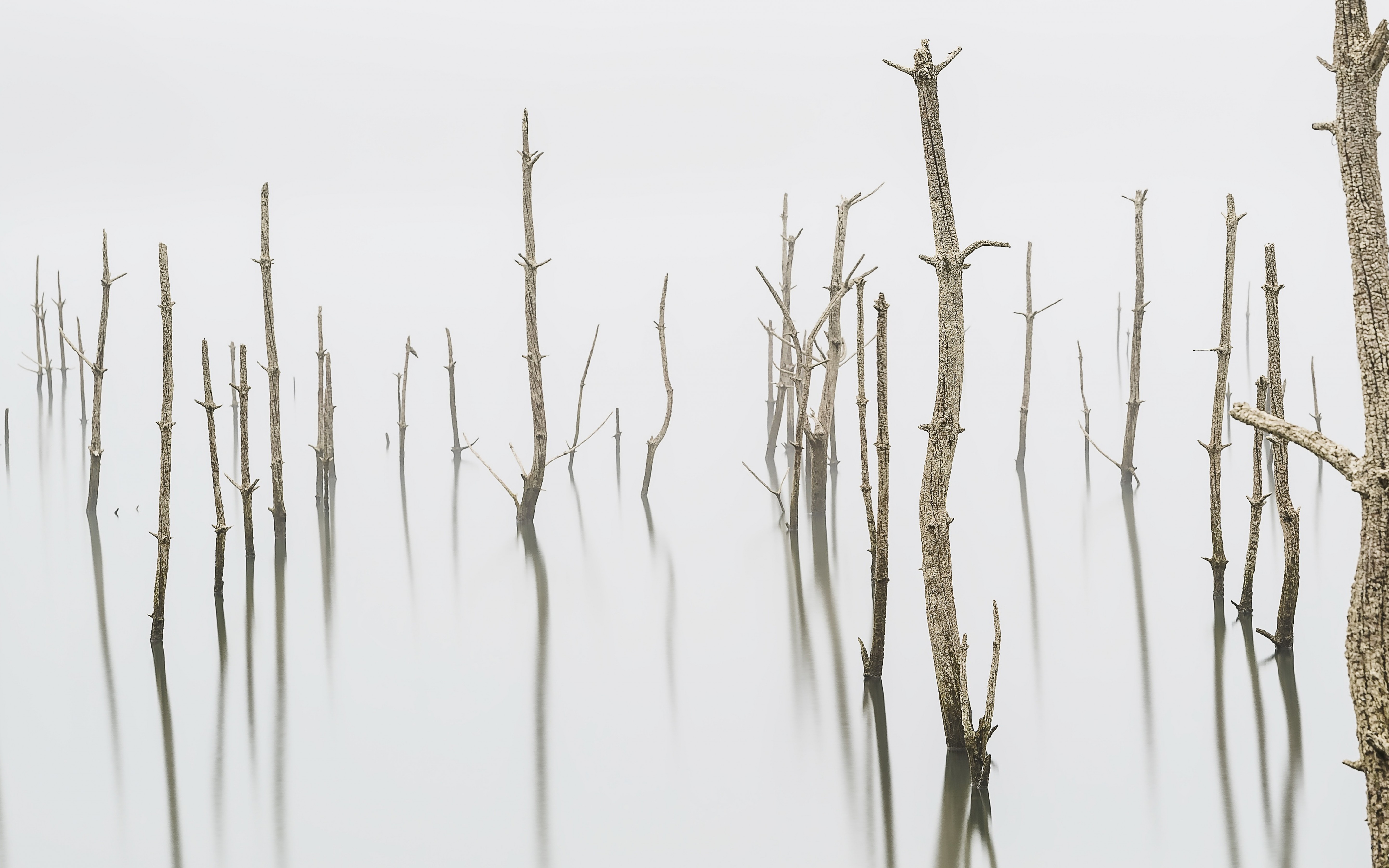 Handy-Wallpaper Natur, Baum, Nebel, Erde/natur, Spiegelung kostenlos herunterladen.