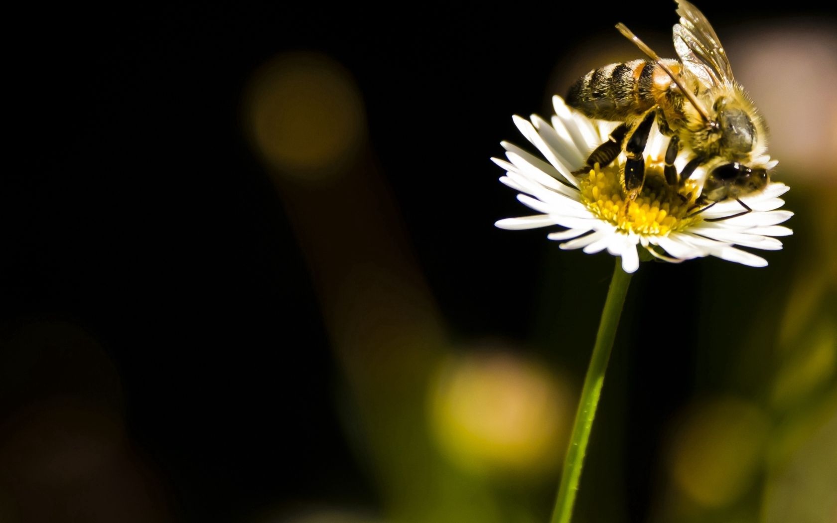 111450 baixar imagens flor, macro, inseto, abelha, polinização - papéis de parede e protetores de tela gratuitamente