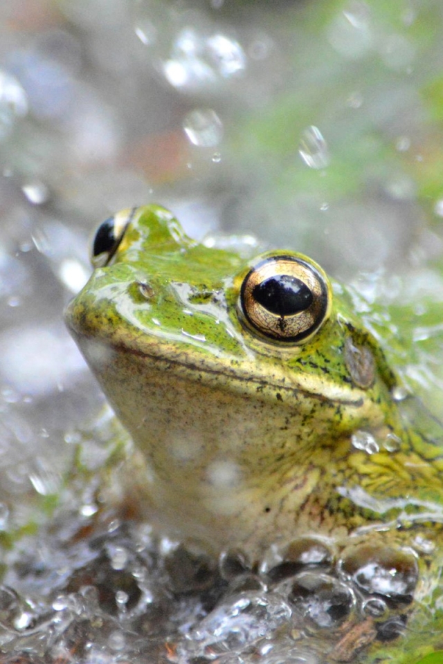  Frogs HD Android Wallpapers