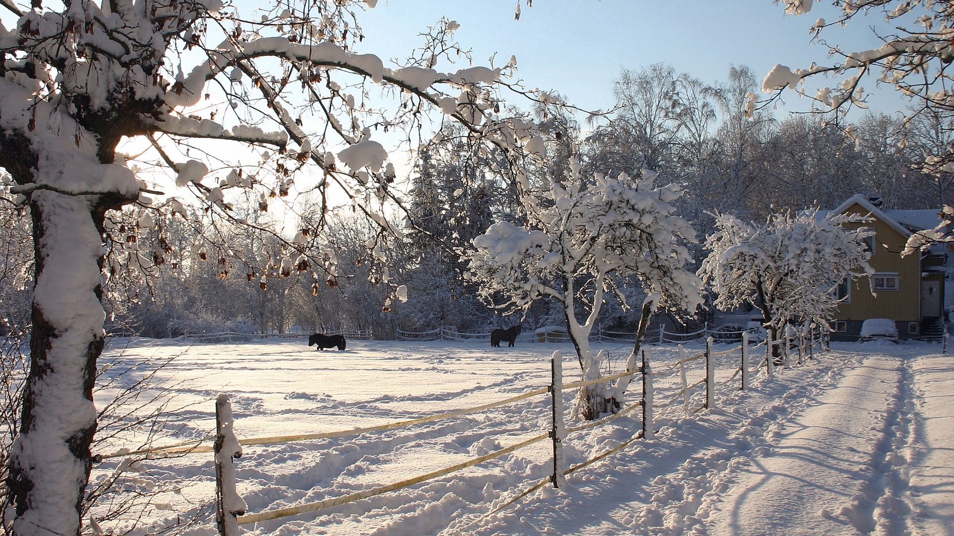 horses, winter, nature, snow, corral