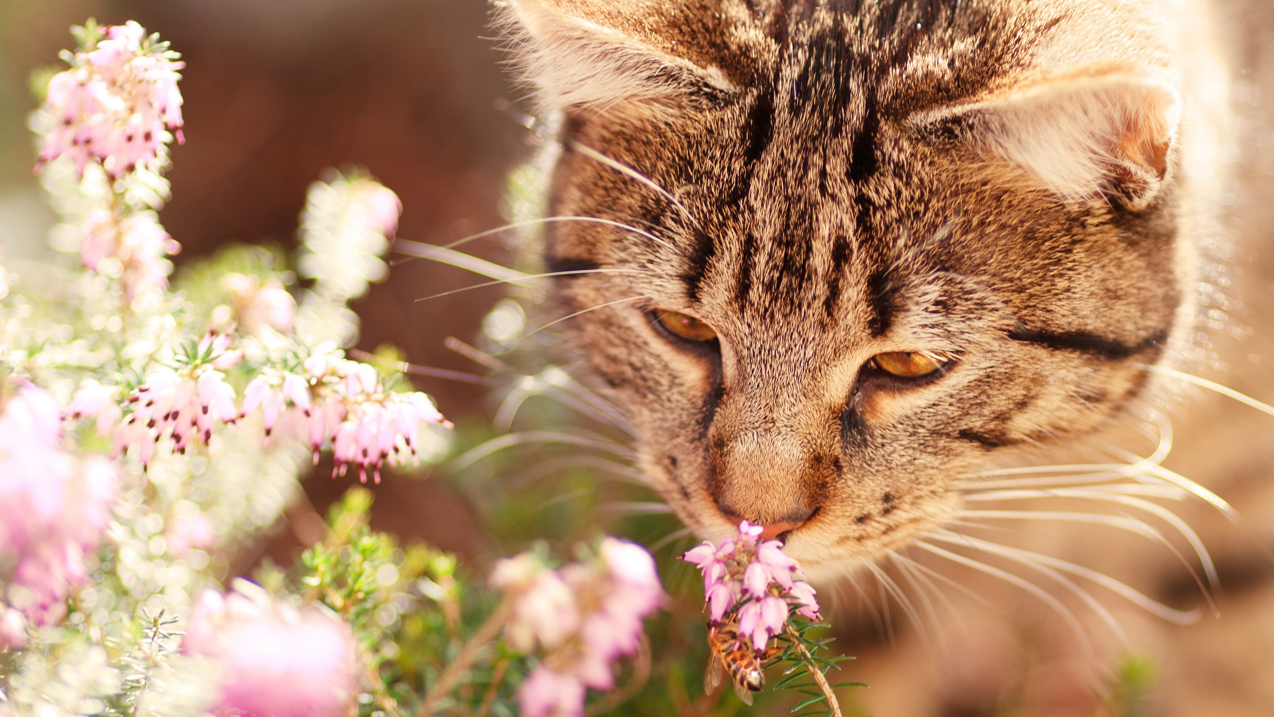 Download mobile wallpaper Cats, Flower, Cat, Animal for free.