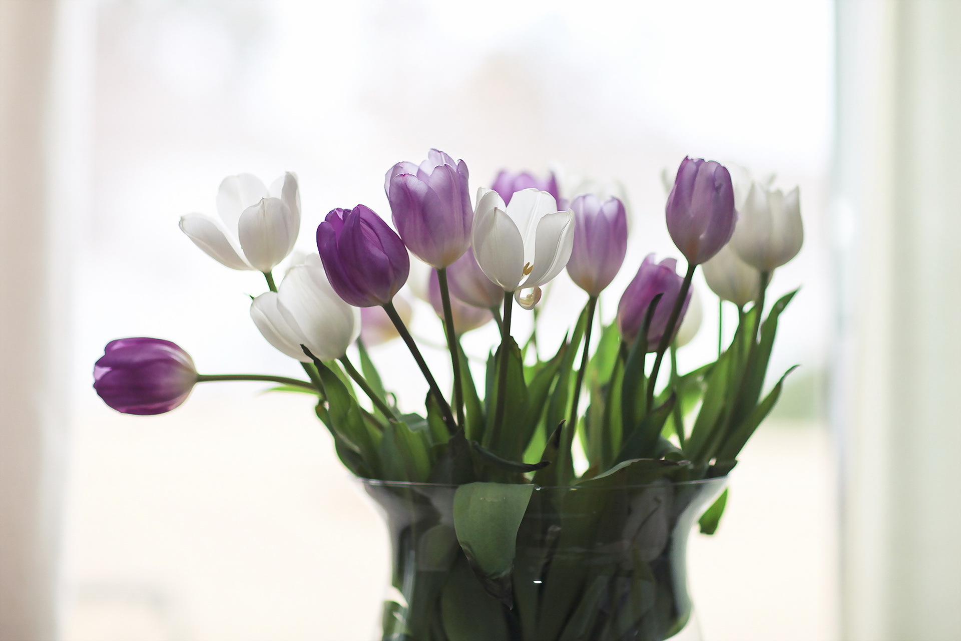 Download mobile wallpaper Flower, Vase, Tulip, White Flower, Purple Flower, Man Made for free.