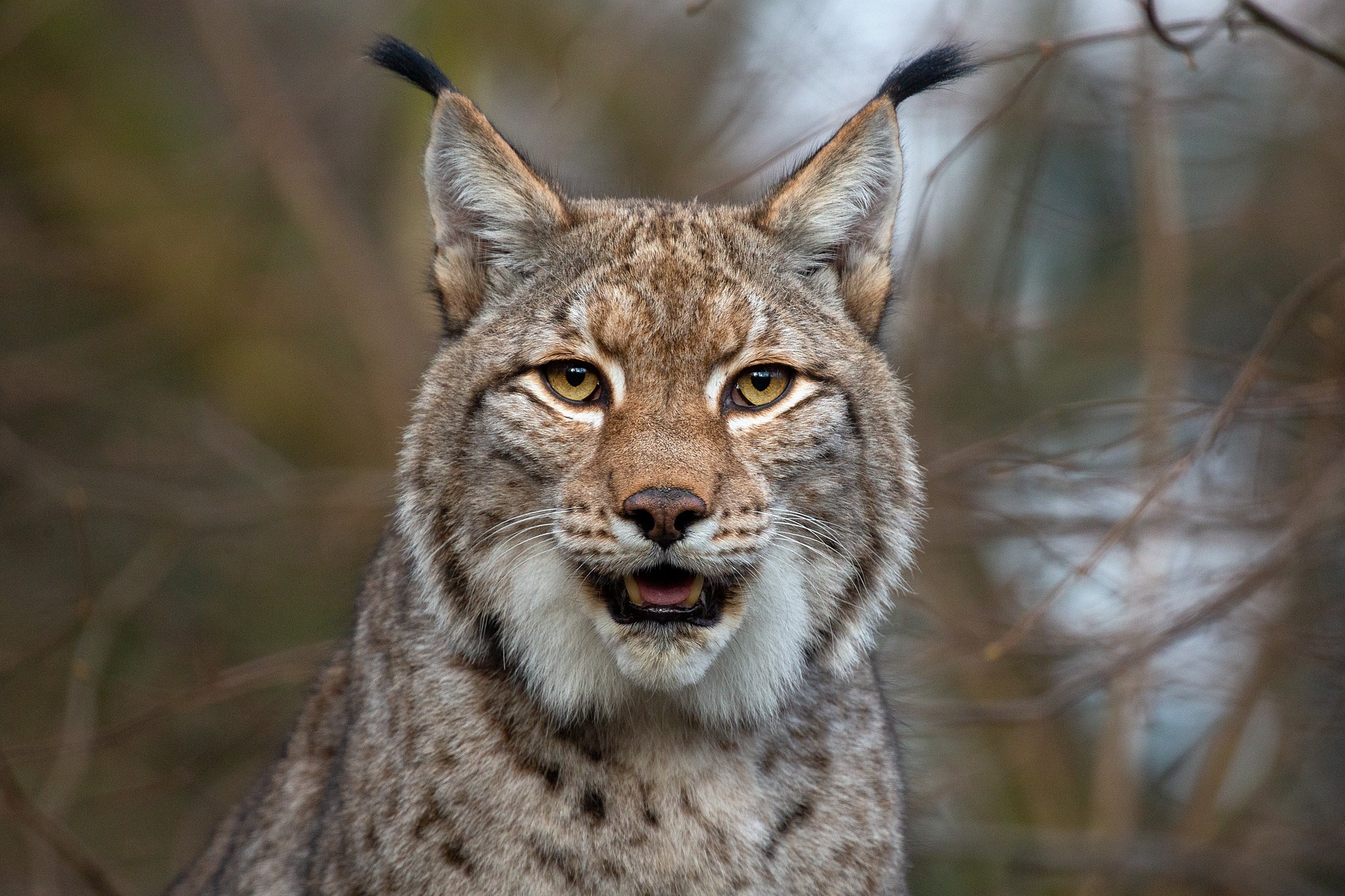 Descarga gratuita de fondo de pantalla para móvil de Animales, Gatos, Lince.