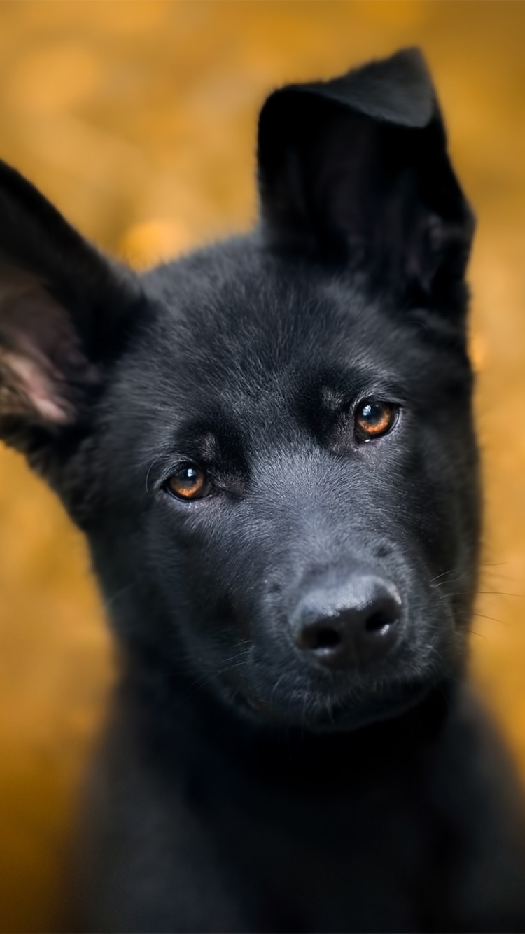 Download mobile wallpaper Dogs, Dog, Muzzle, Animal, Puppy, German Shepherd, Baby Animal, Stare for free.