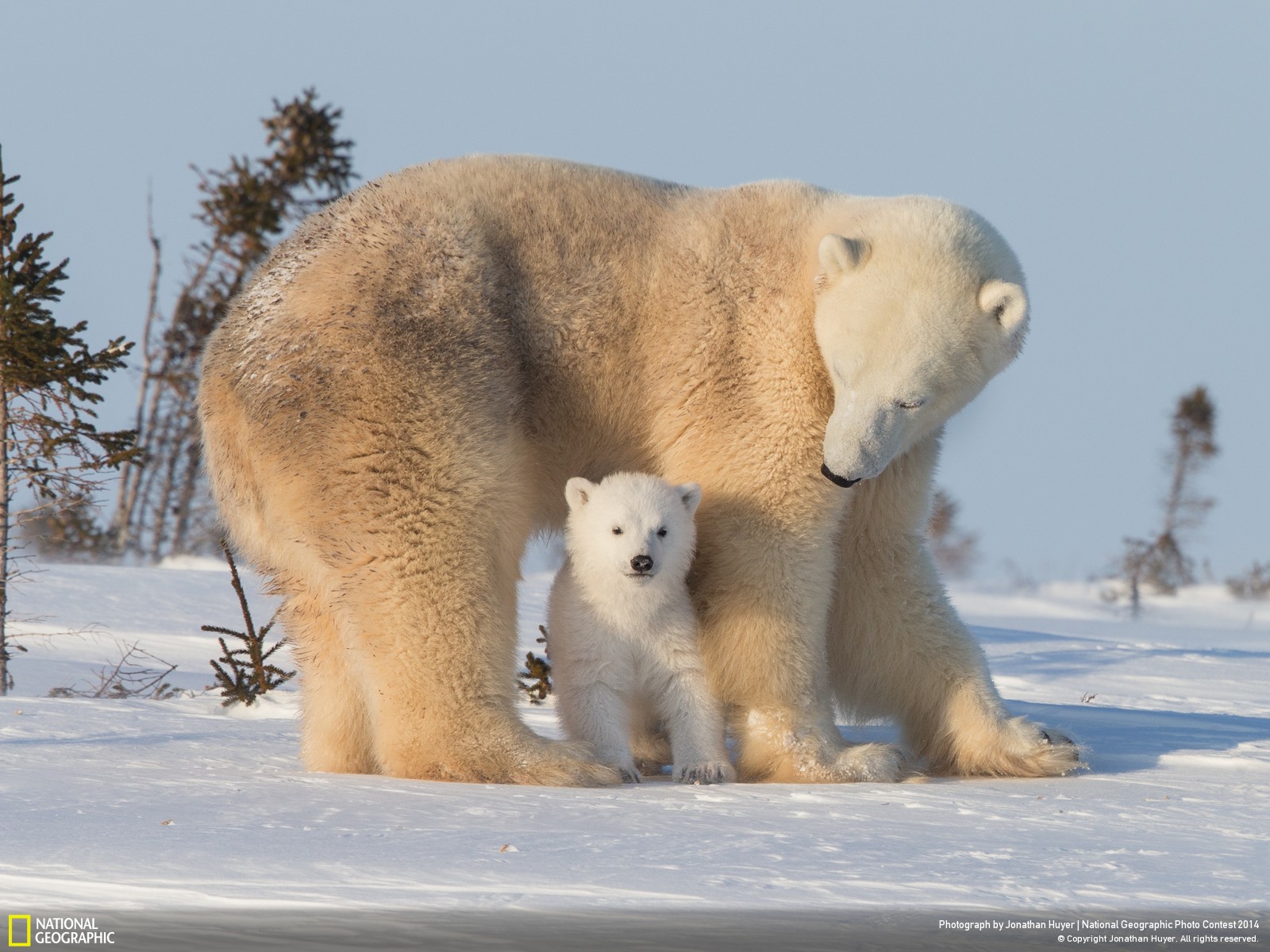 Download mobile wallpaper Winter, Snow, Animal, Polar Bear, Cub for free.