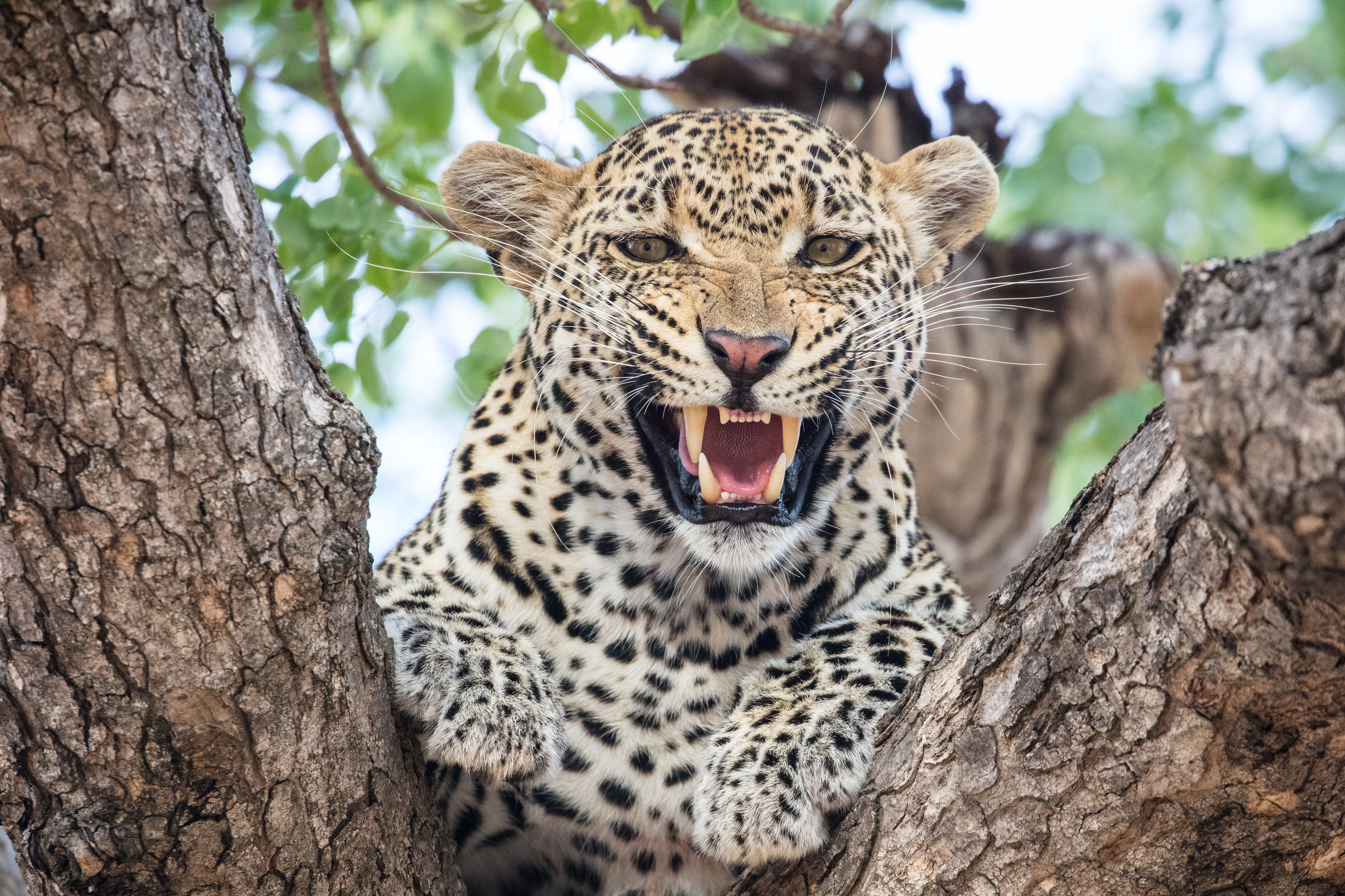 99422 скачать обои леопард, хищник, животные, клыки, дерево, большая кошка - заставки и картинки бесплатно