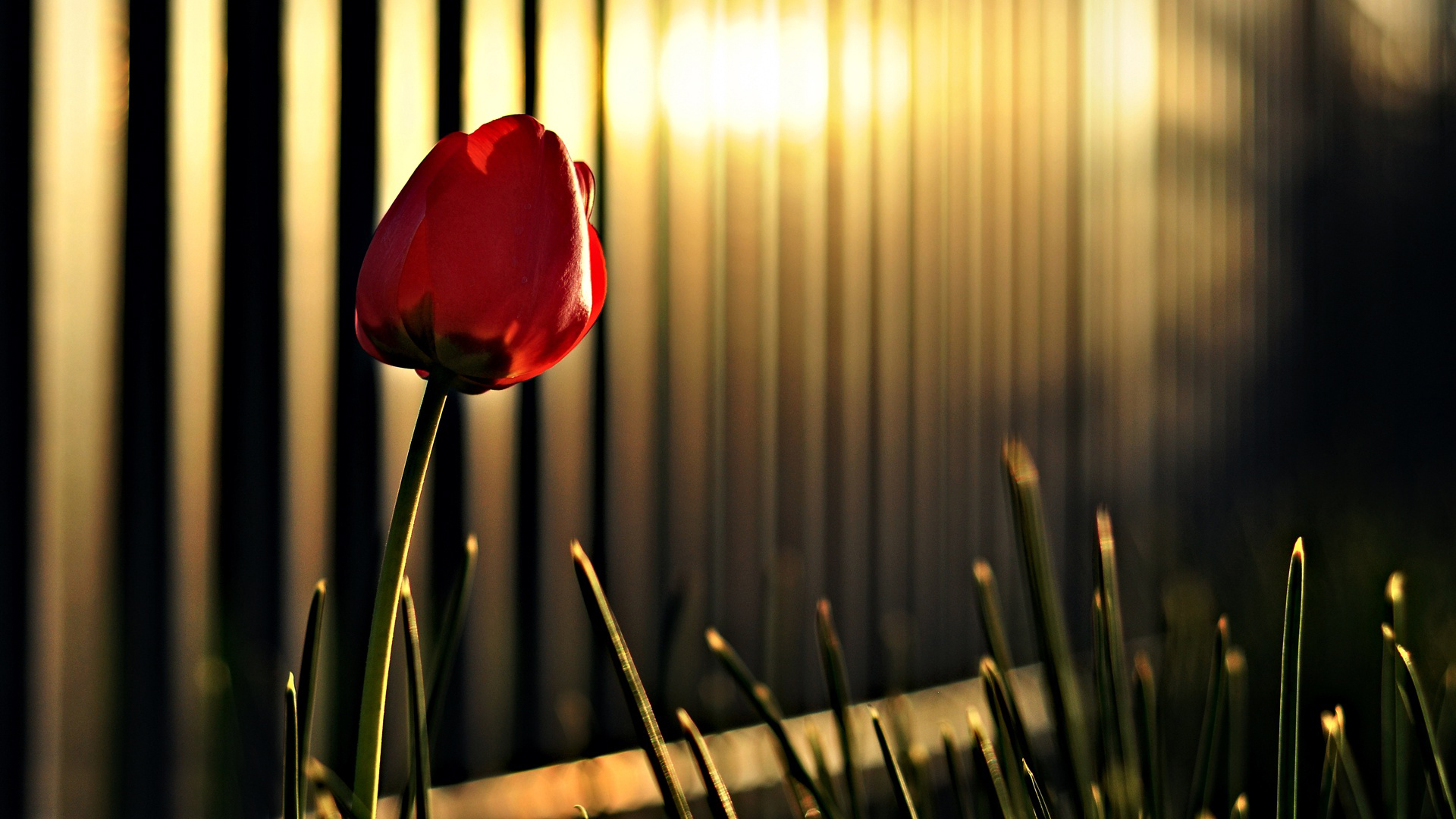 Download mobile wallpaper Flowers, Flower, Earth, Tulip for free.