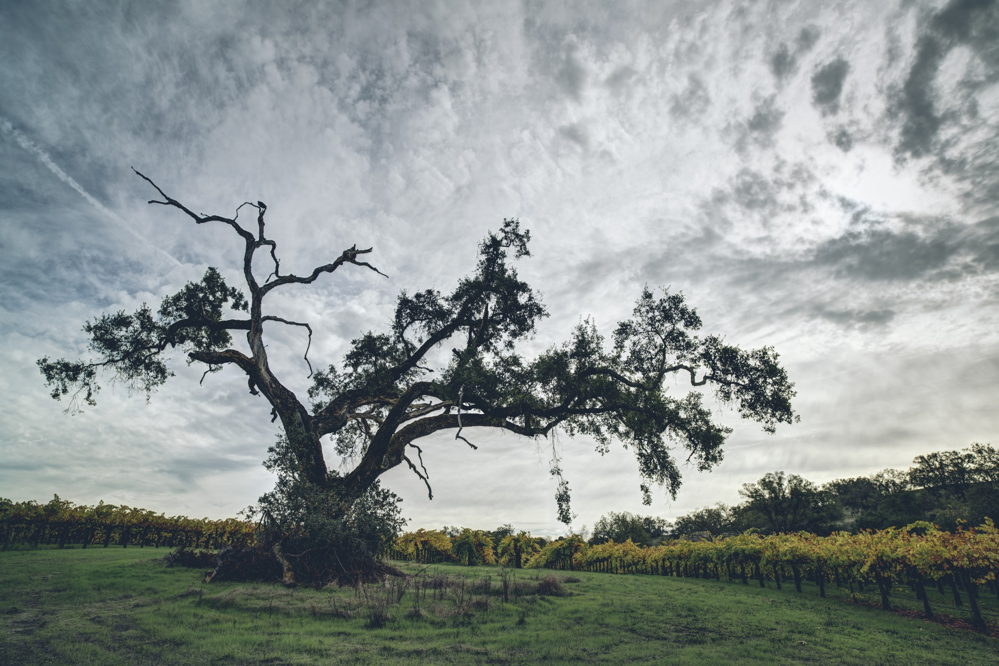 Free download wallpaper Nature, Tree, Cloud, Vineyard, Man Made, Lonely Tree on your PC desktop