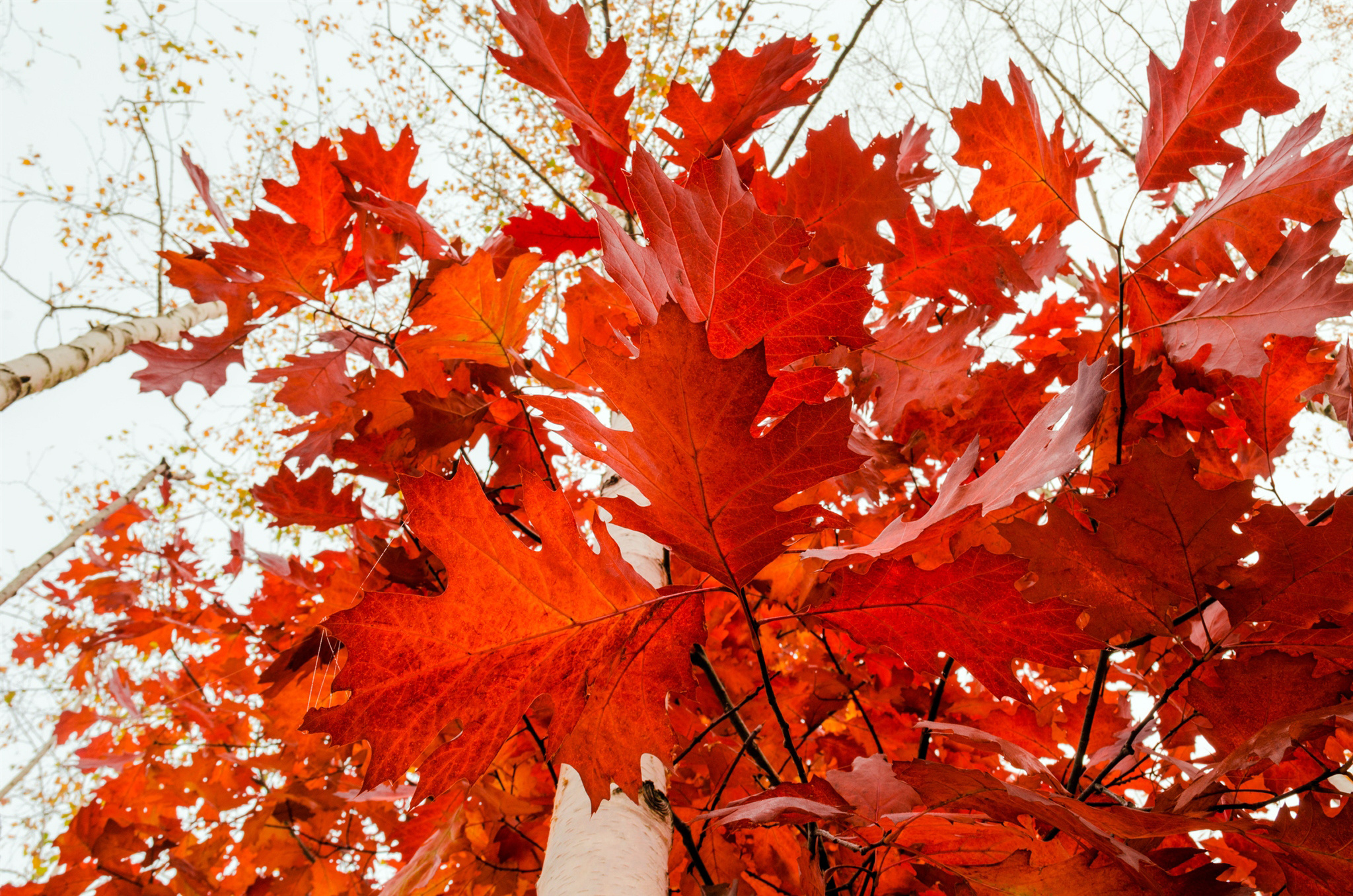 Laden Sie das Natur, Herbst, Blatt, Erde/natur-Bild kostenlos auf Ihren PC-Desktop herunter