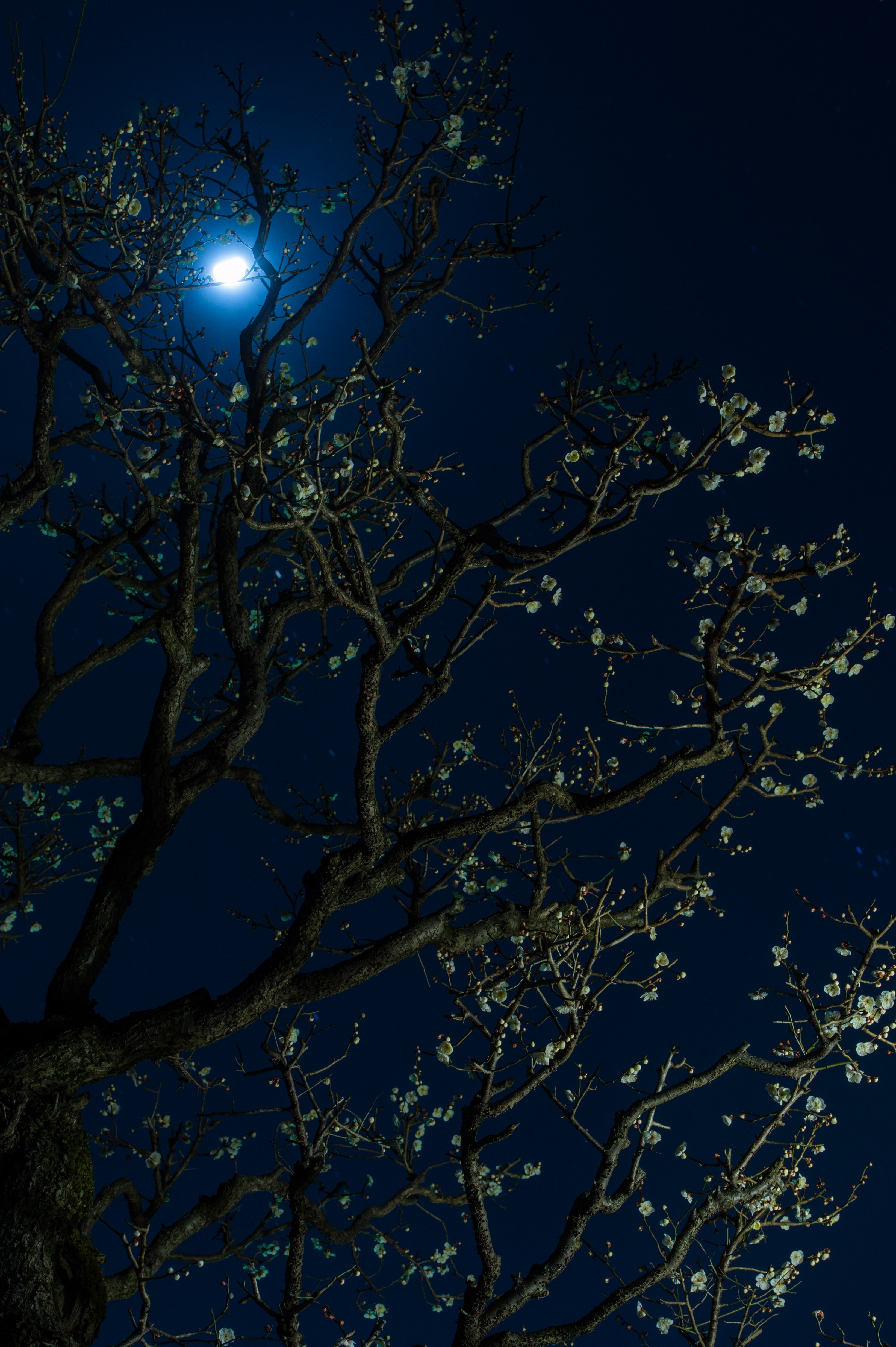 moon, dark, flowers, cherry, night, wood, tree UHD