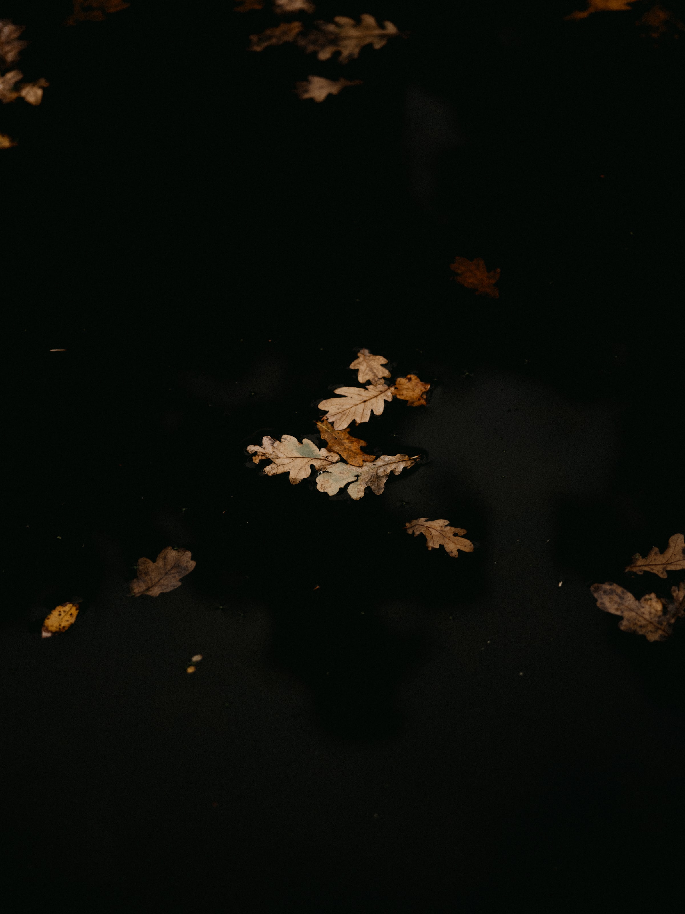 Скачать картинку Лужа, Природа, Листья, Осень в телефон бесплатно.