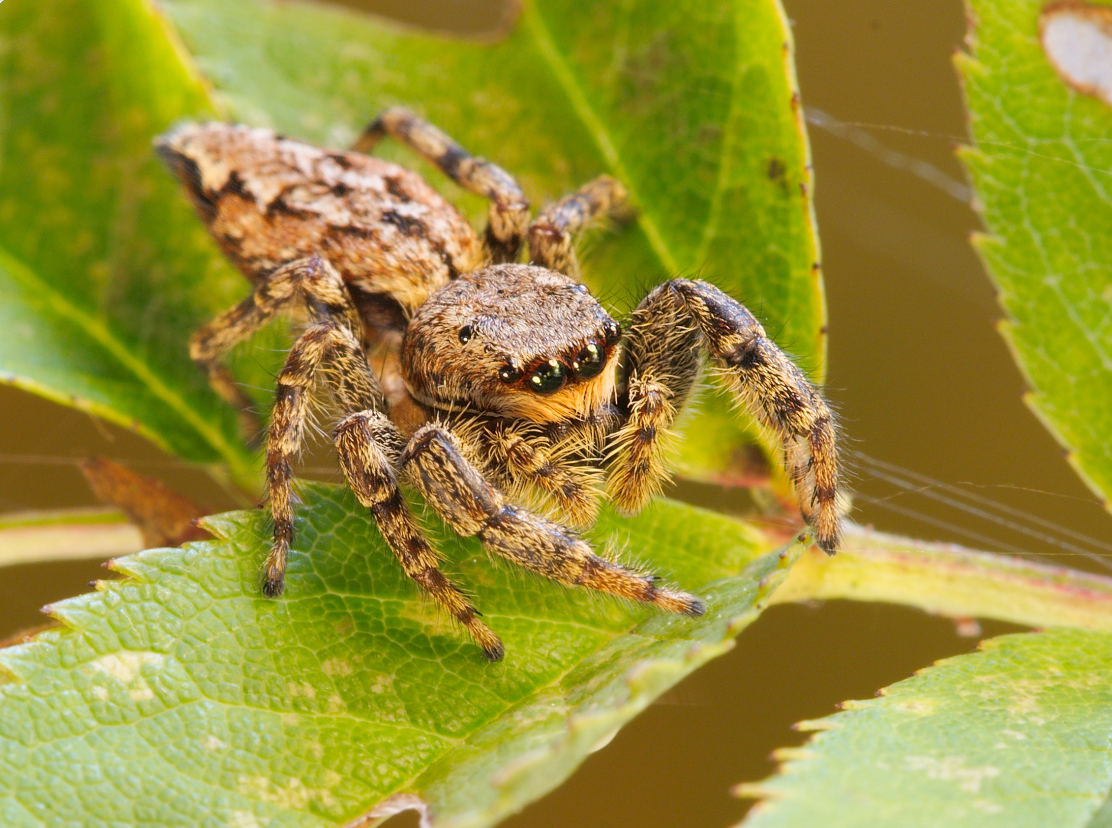 Download mobile wallpaper Spiders, Animal, Spider, Arachnid, Jumping Spider for free.