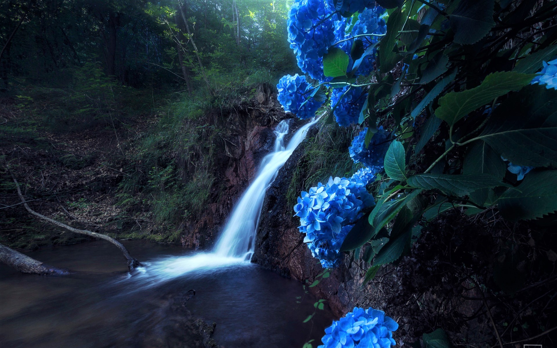 Скачать обои бесплатно Водопады, Водопад, Синий, Гортензия, Земля/природа, Синий Цветок картинка на рабочий стол ПК