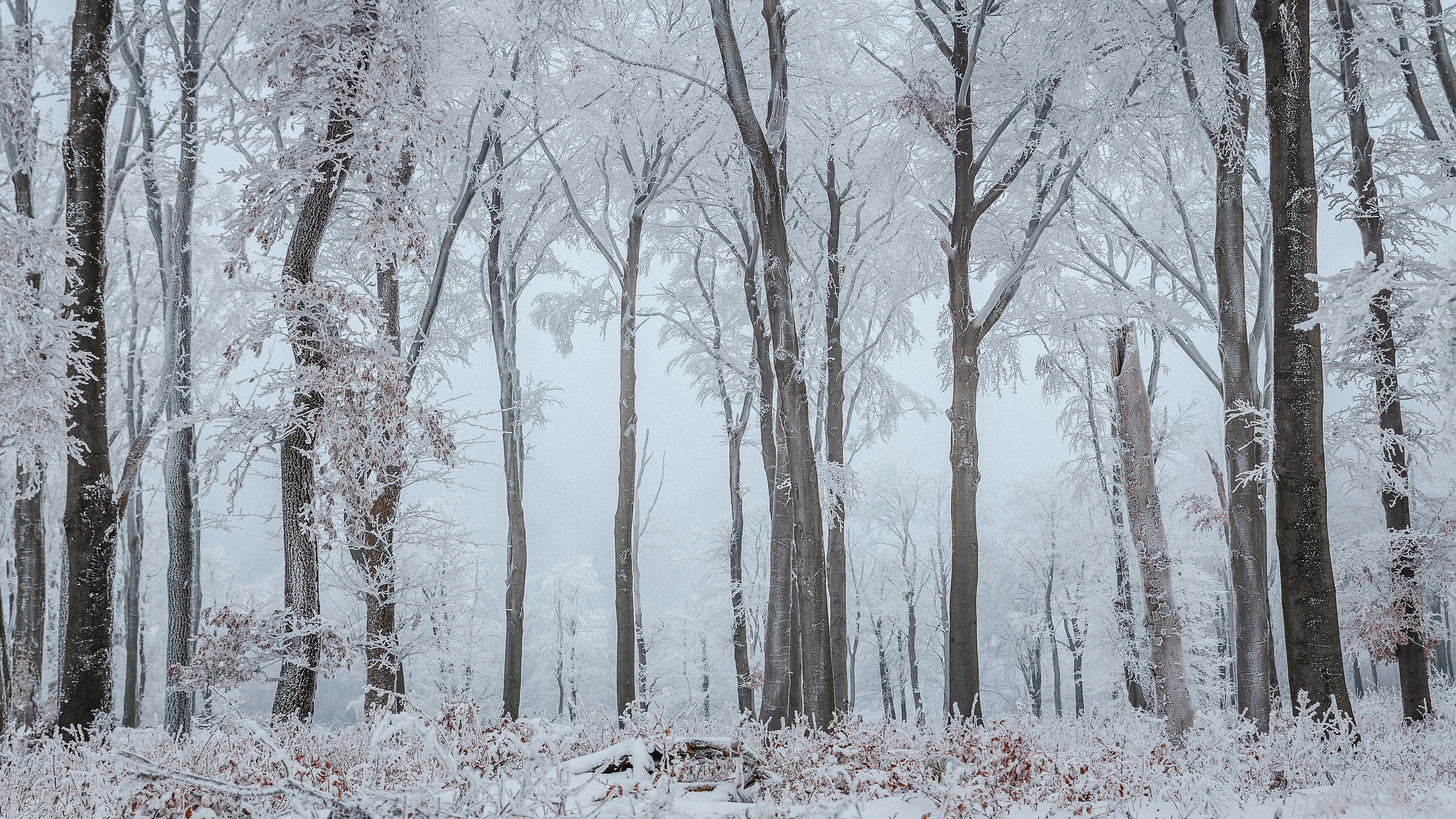 1003583 скачать картинку зима, земля/природа, лес, мороз, снег, ствол - обои и заставки бесплатно