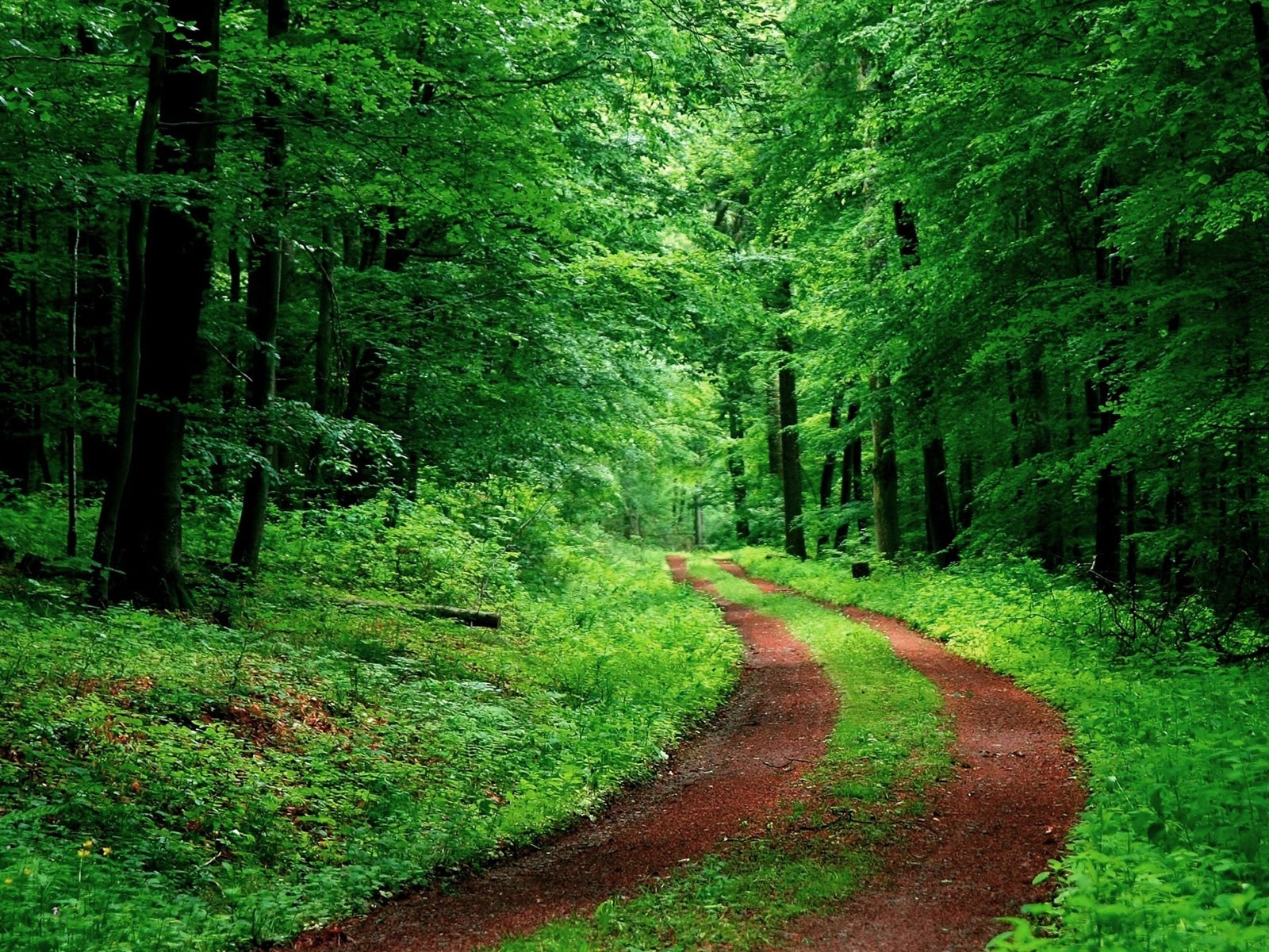 earth, forest, green, nature, path, vegetation