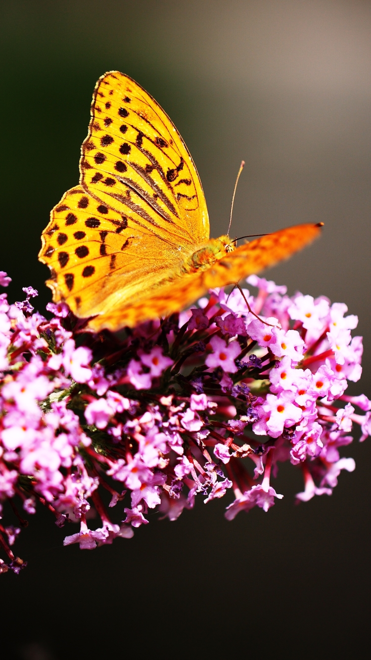 Descarga gratuita de fondo de pantalla para móvil de Animales, Mariposa, Alas.