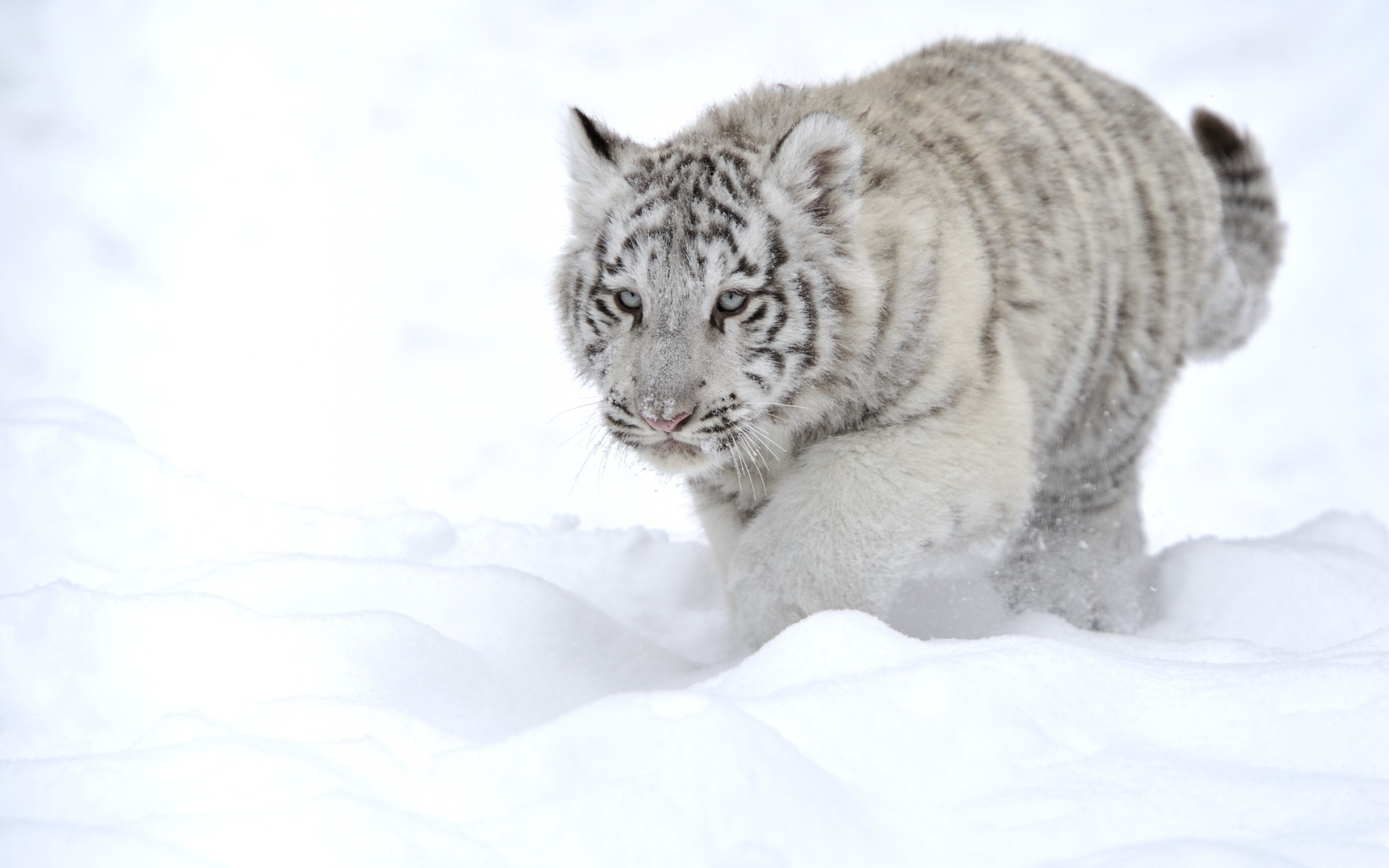 Скачати мобільні шпалери Білий Тигр, Коти, Тварина безкоштовно.