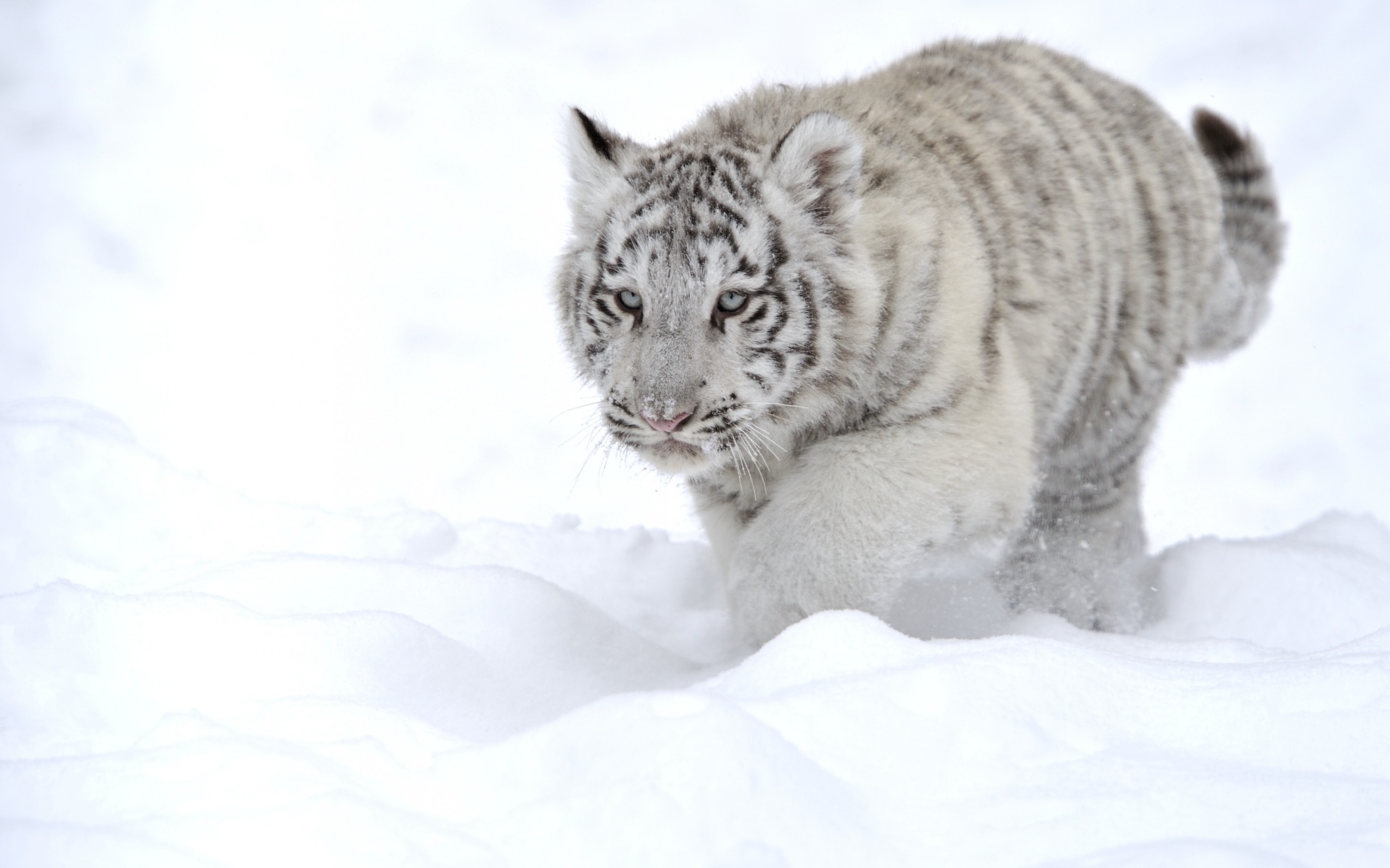 Baixe gratuitamente a imagem Tigre Branco, Gatos, Animais na área de trabalho do seu PC