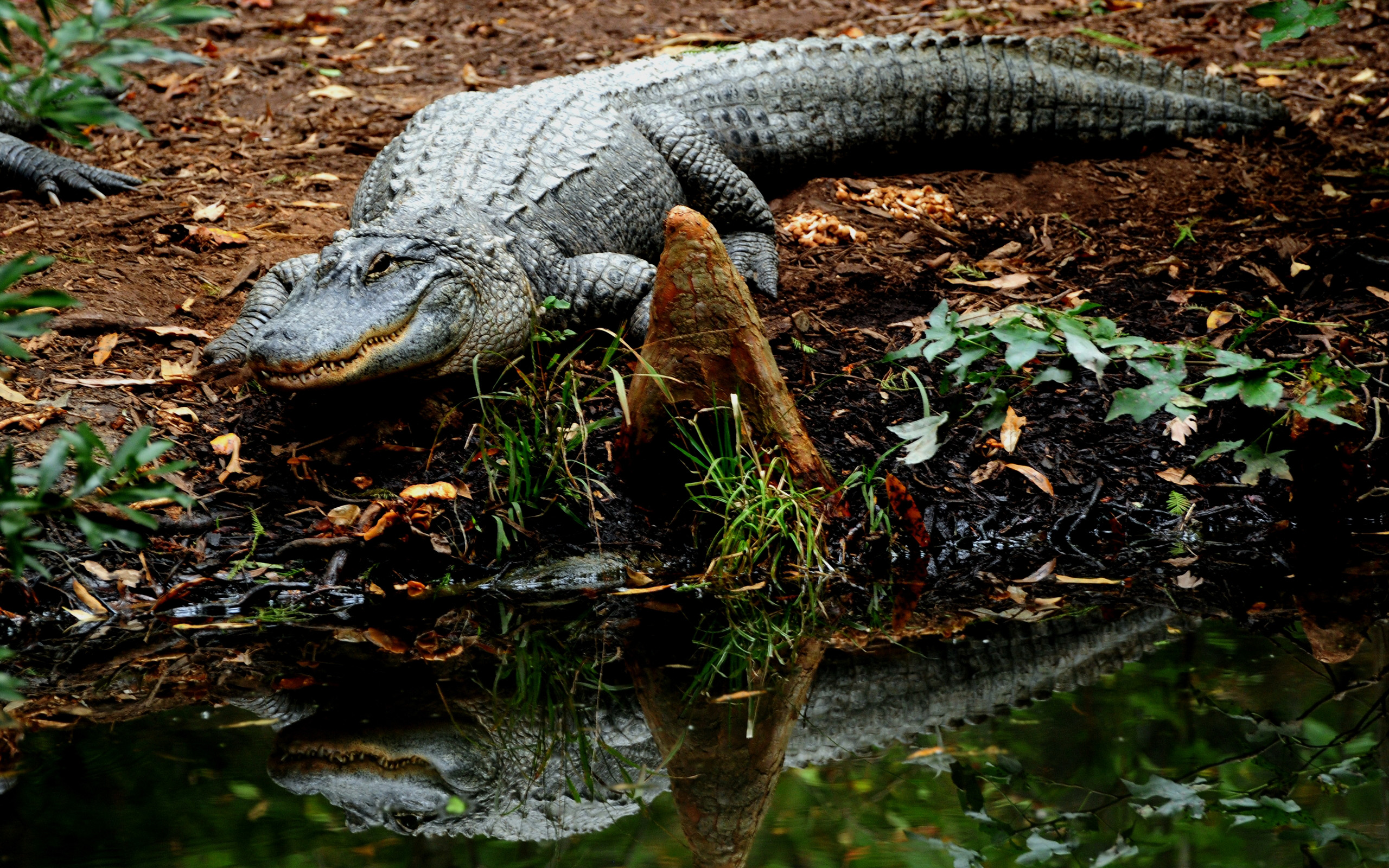 Handy-Wallpaper Krokodil, Reptilien, Tiere kostenlos herunterladen.