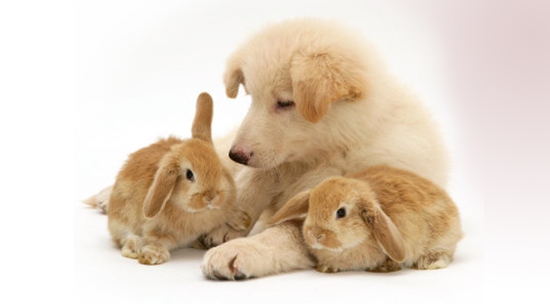 Download mobile wallpaper Animals, Rabbits, Dogs for free.