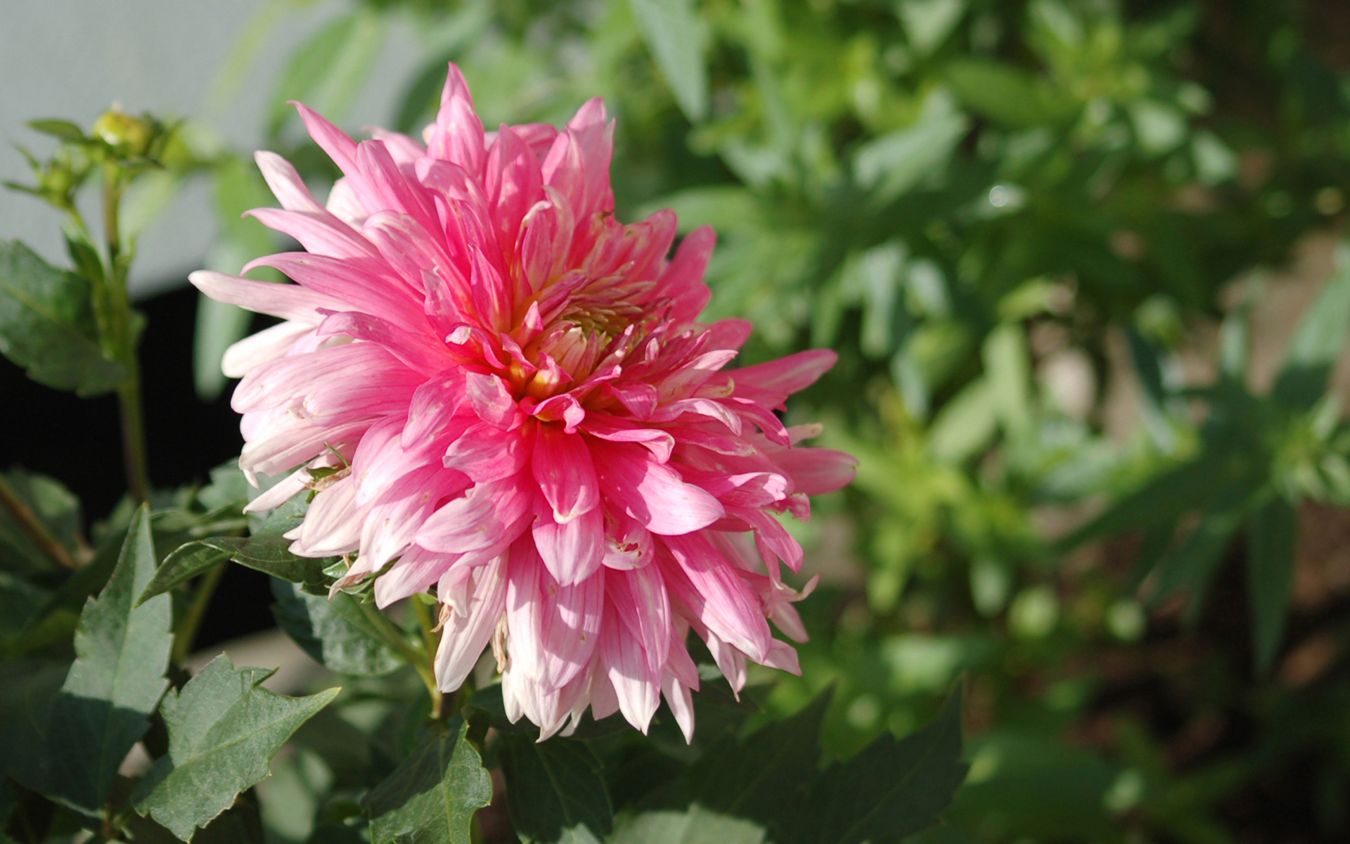 Descarga gratuita de fondo de pantalla para móvil de Flores, Flor, Tierra/naturaleza.