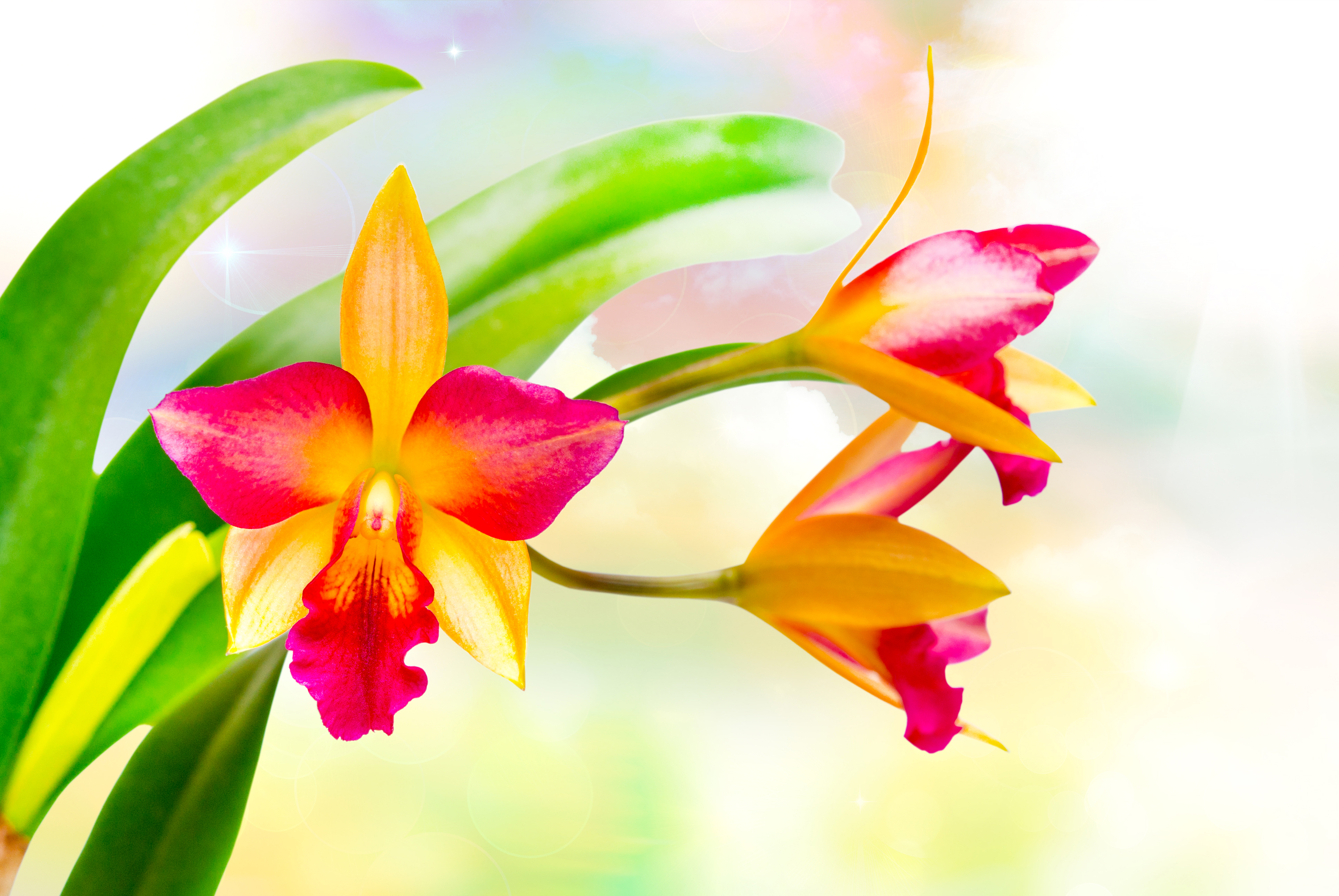 Handy-Wallpaper Blumen, Blume, Orchidee, Erde/natur kostenlos herunterladen.