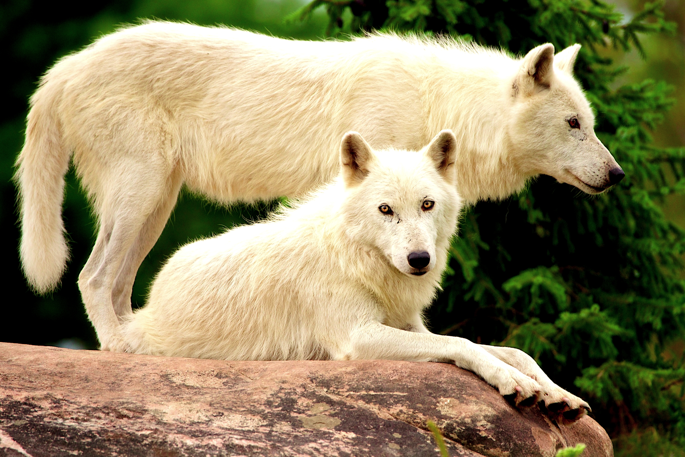 392885 Hintergrundbild herunterladen tiere, wolf, weißer wolf, wolves - Bildschirmschoner und Bilder kostenlos