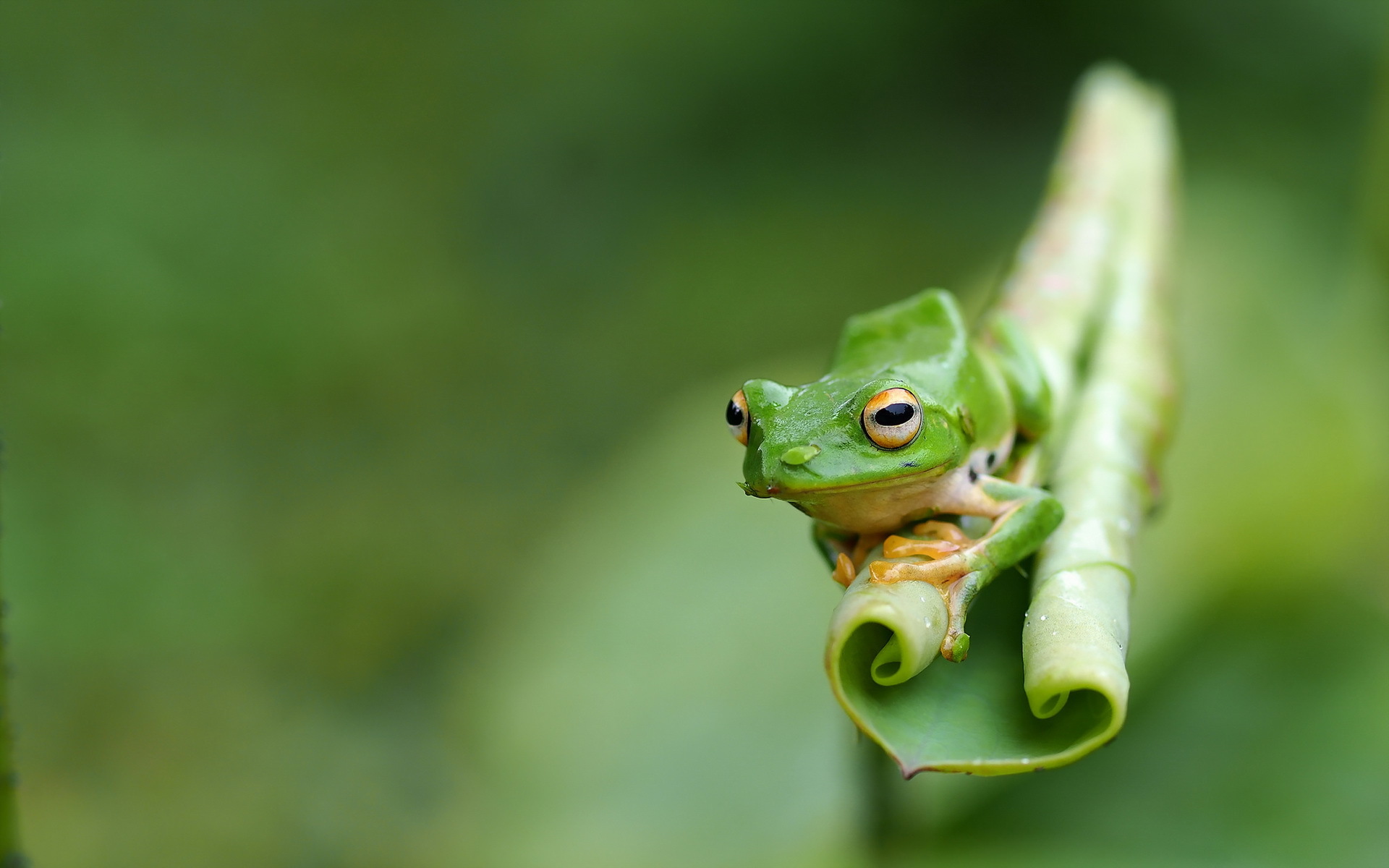 Download mobile wallpaper Frogs, Blur, Animal, Frog, Amphibian, Tree Frog for free.