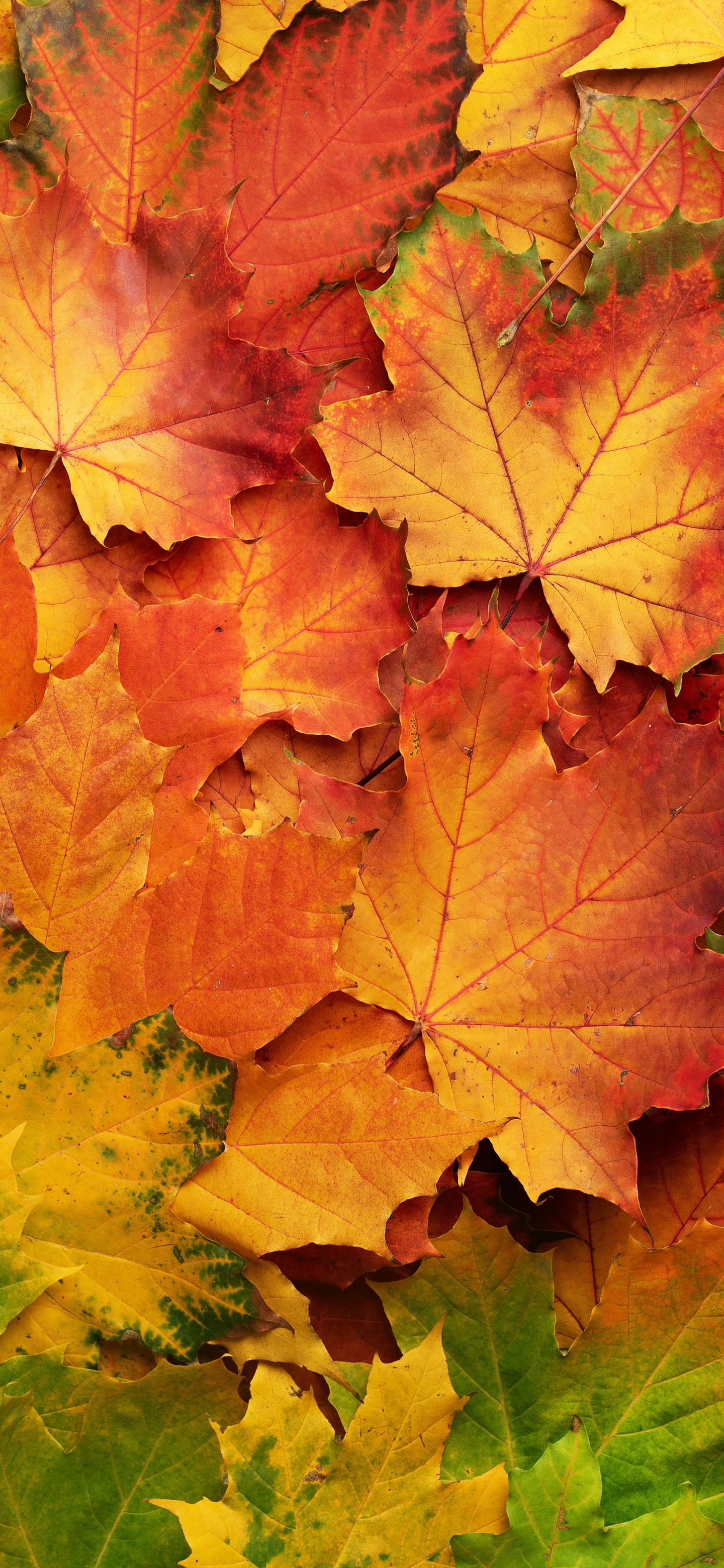 Скачать картинку Природа, Осень, Лист, Падать, Земля/природа в телефон бесплатно.