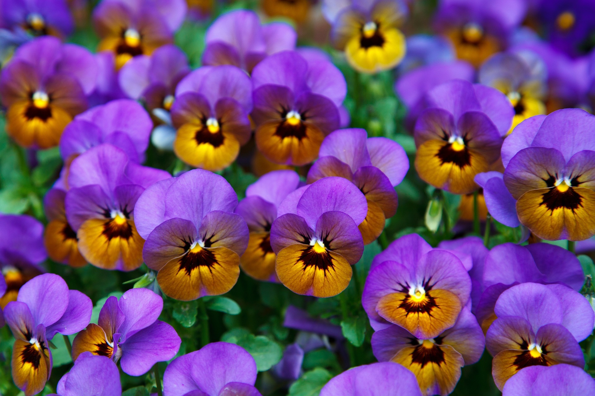 Descarga gratuita de fondo de pantalla para móvil de Viola × Wittrockiana, Flores, Tierra/naturaleza.