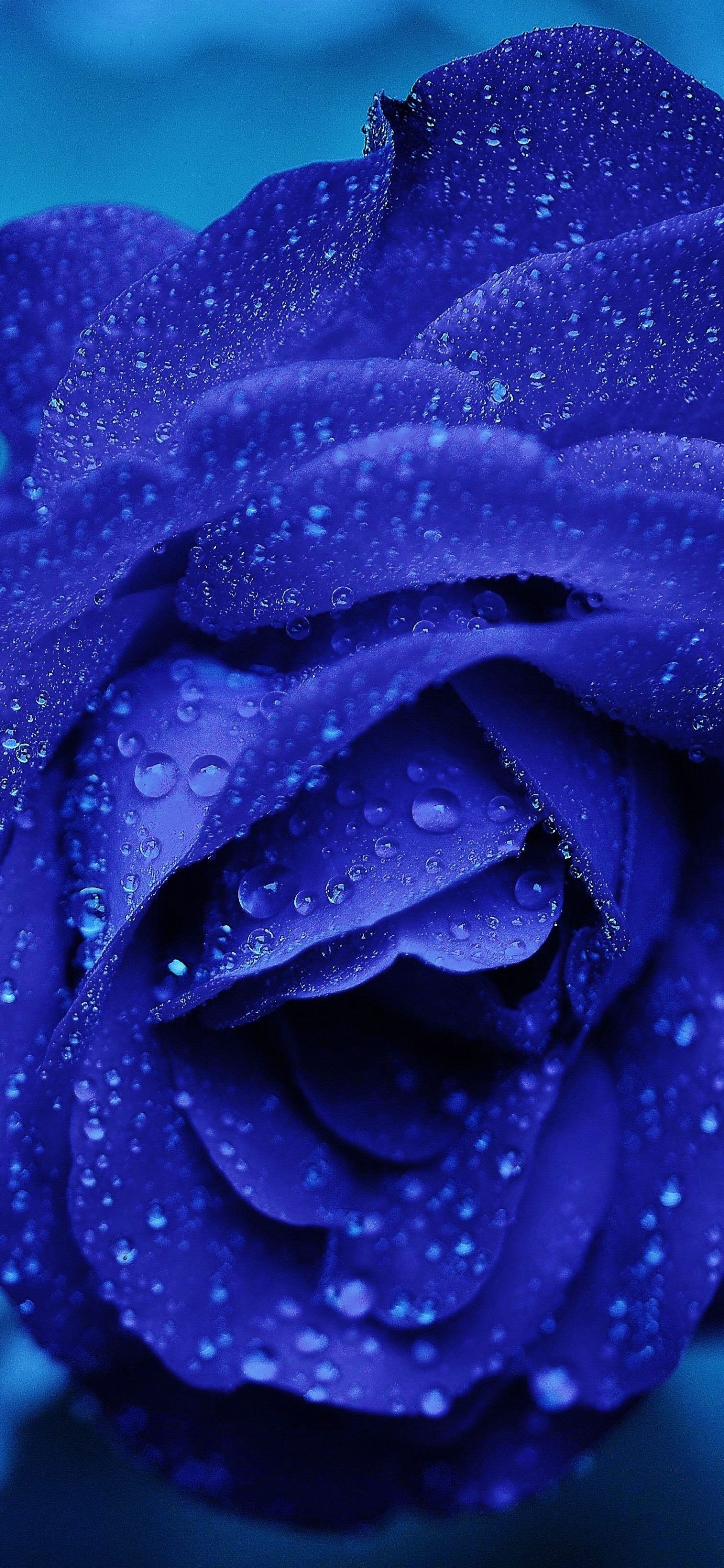 1187201 télécharger l'image rose bleue, terre/nature, rose, fleur bleue, goutte d'eau, fleurs - fonds d'écran et économiseurs d'écran gratuits