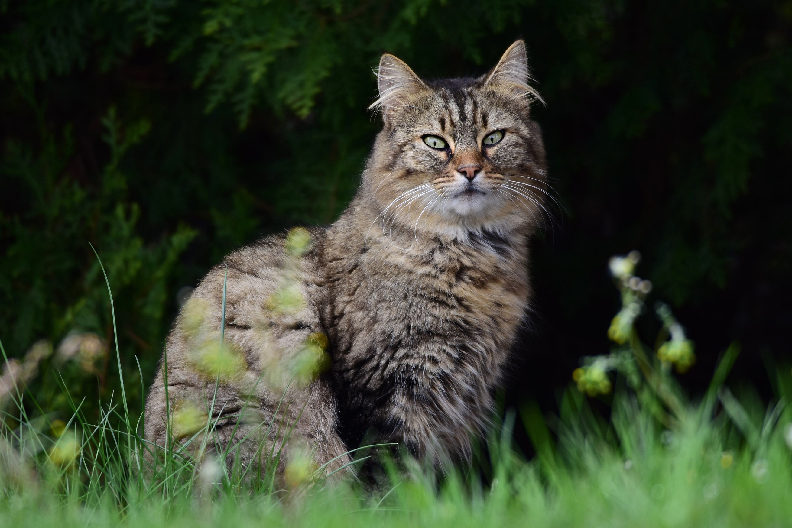 PCデスクトップにネコ, 猫, 動物画像を無料でダウンロード