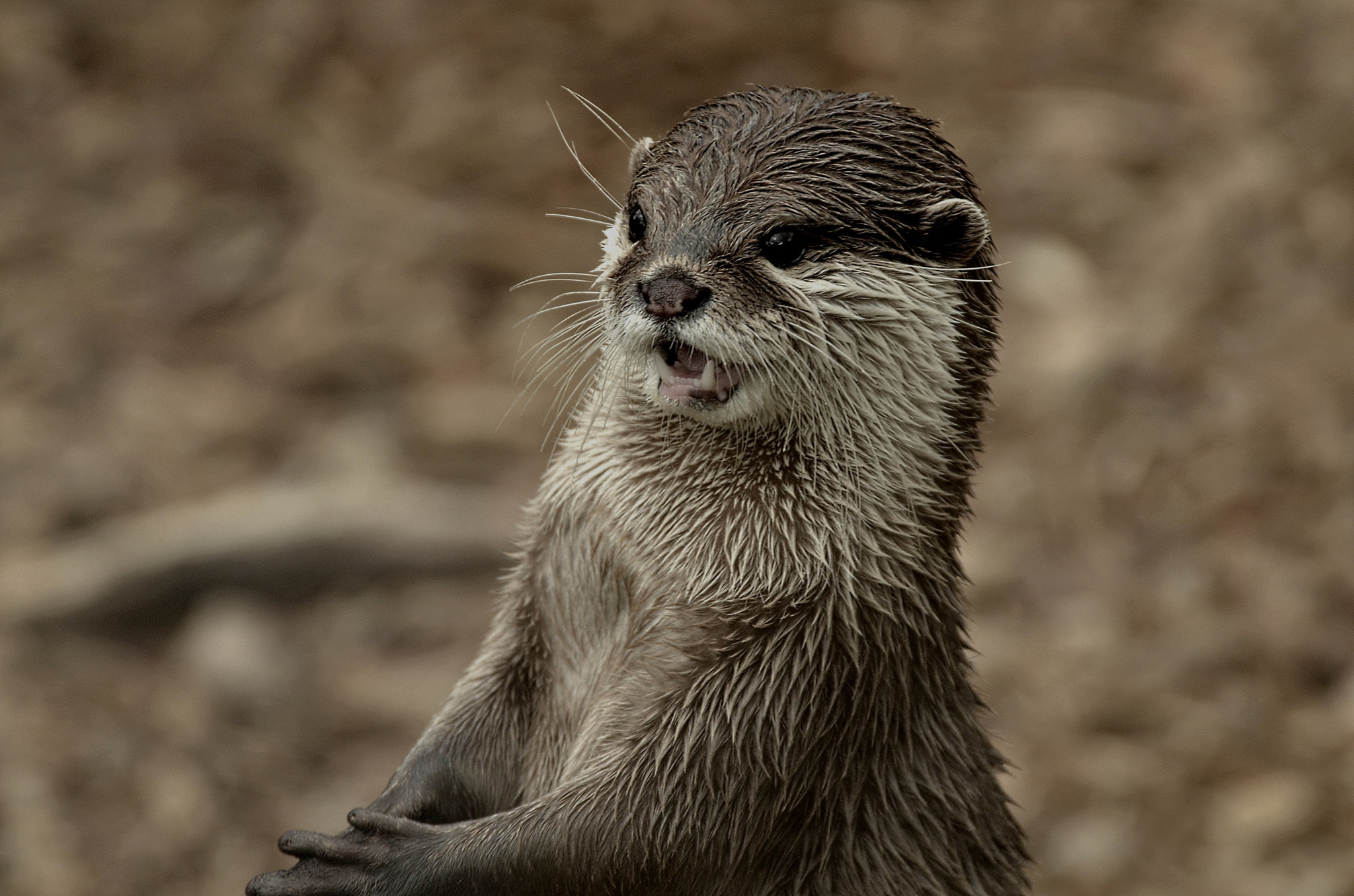 Laden Sie das Tiere, Otter-Bild kostenlos auf Ihren PC-Desktop herunter