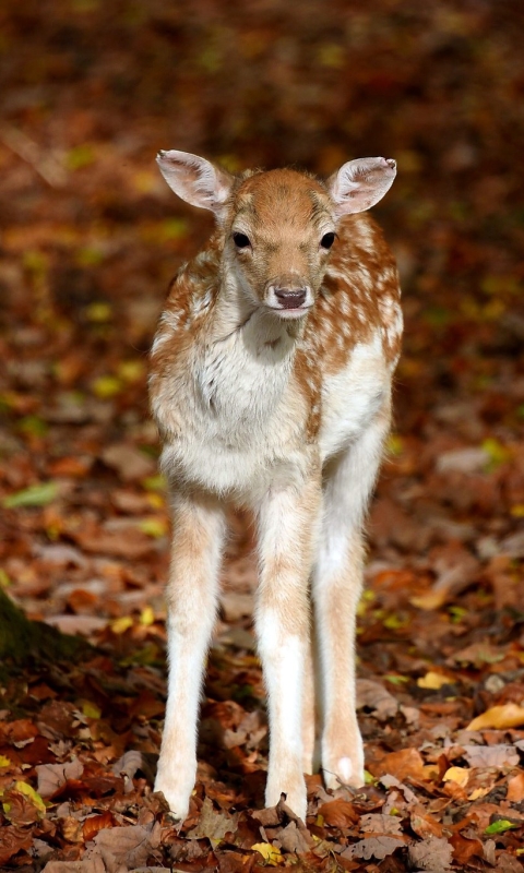 Download mobile wallpaper Fall, Animal, Deer, Baby Animal for free.