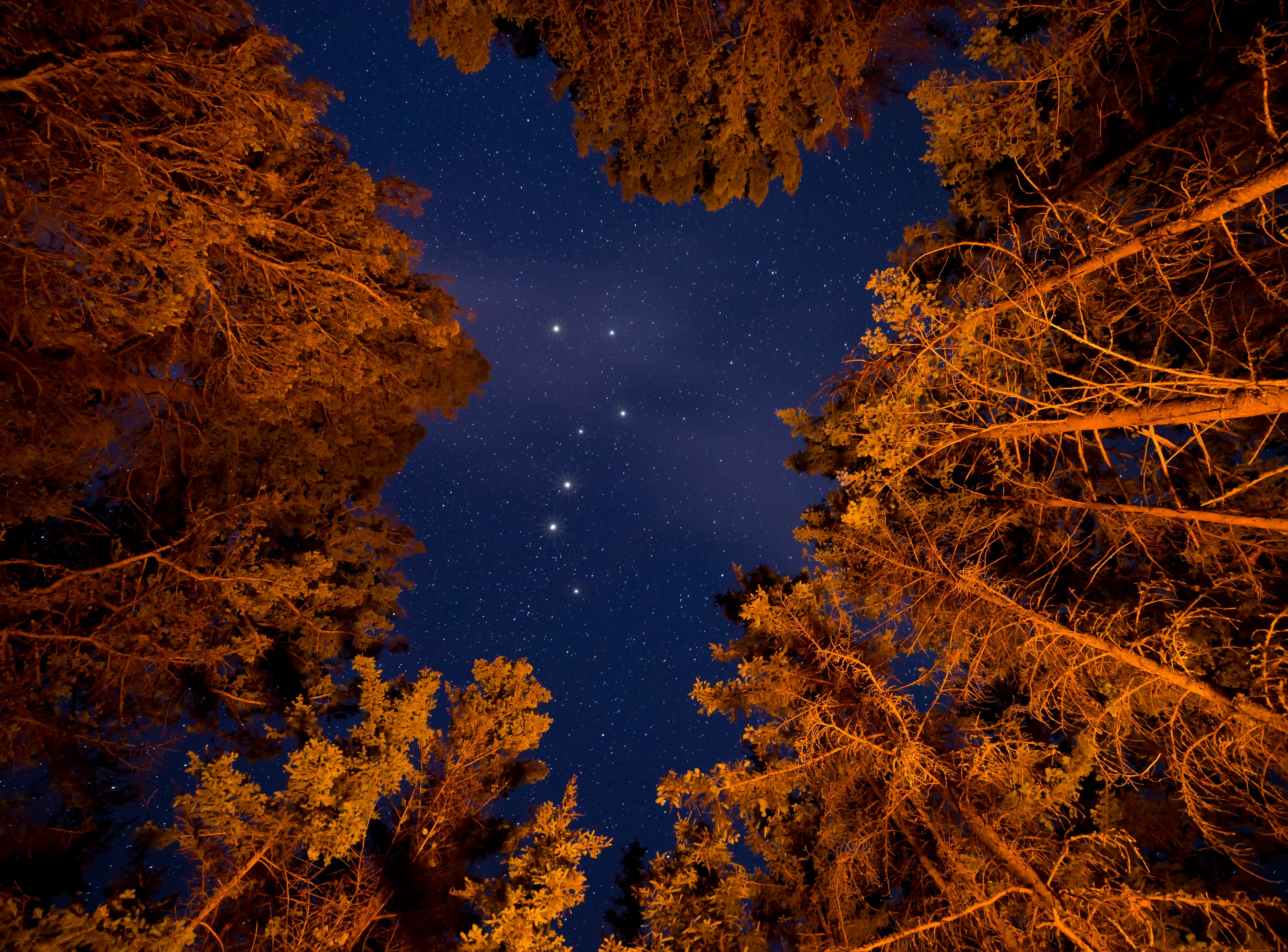 stars, nature, trees, sky, night, starry sky, bottom view for android
