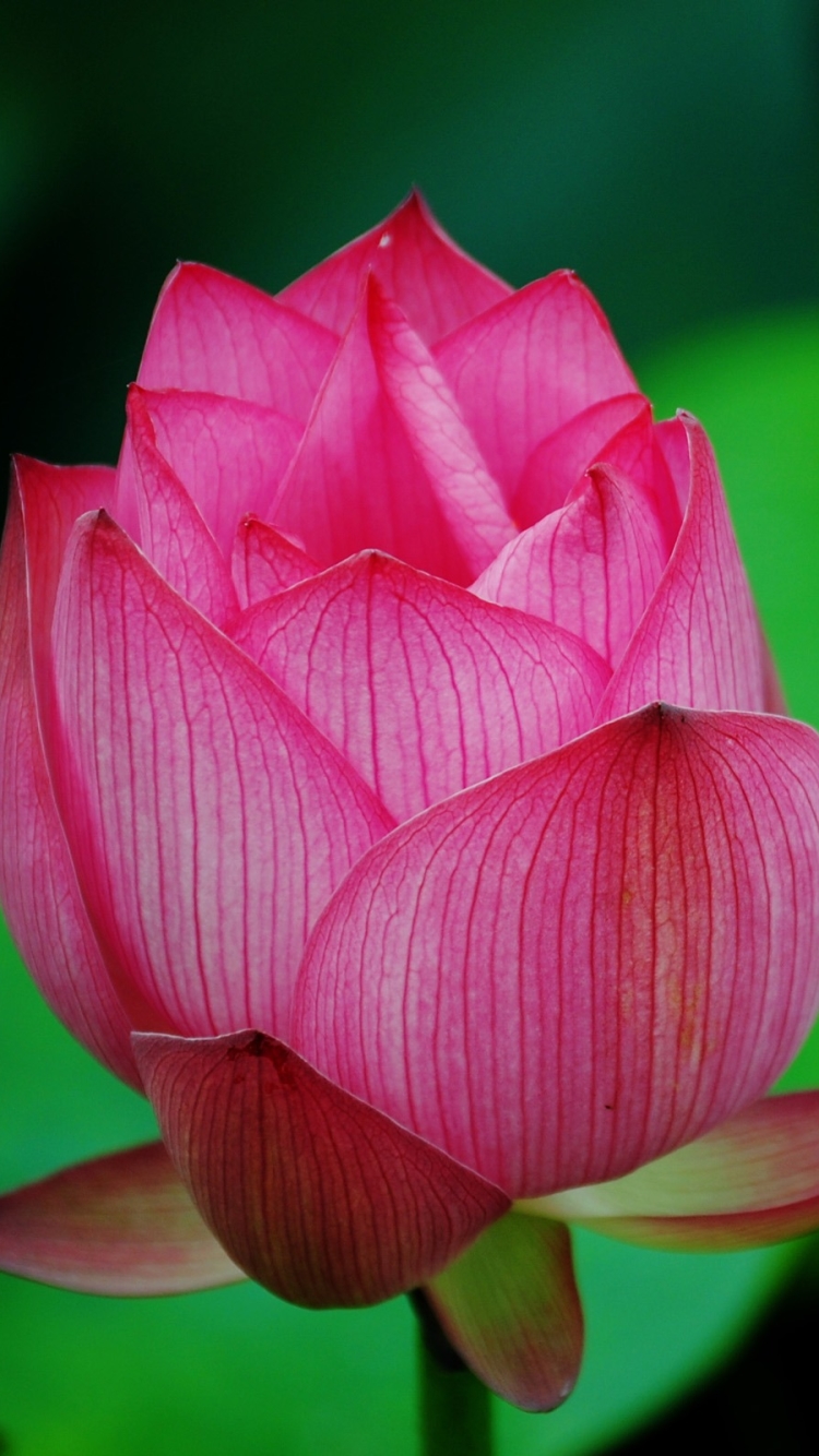 Download mobile wallpaper Flowers, Lotus, Flower, Earth for free.