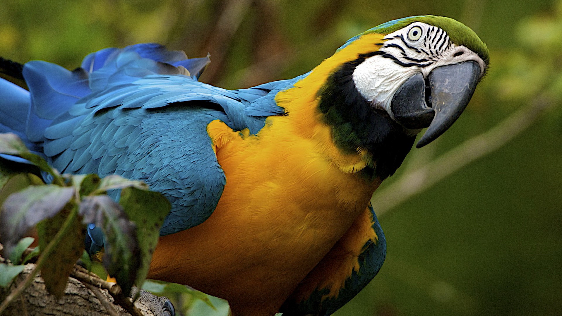 Descarga gratuita de fondo de pantalla para móvil de Guacamayo Azul Y Amarillo, Aves, Animales.