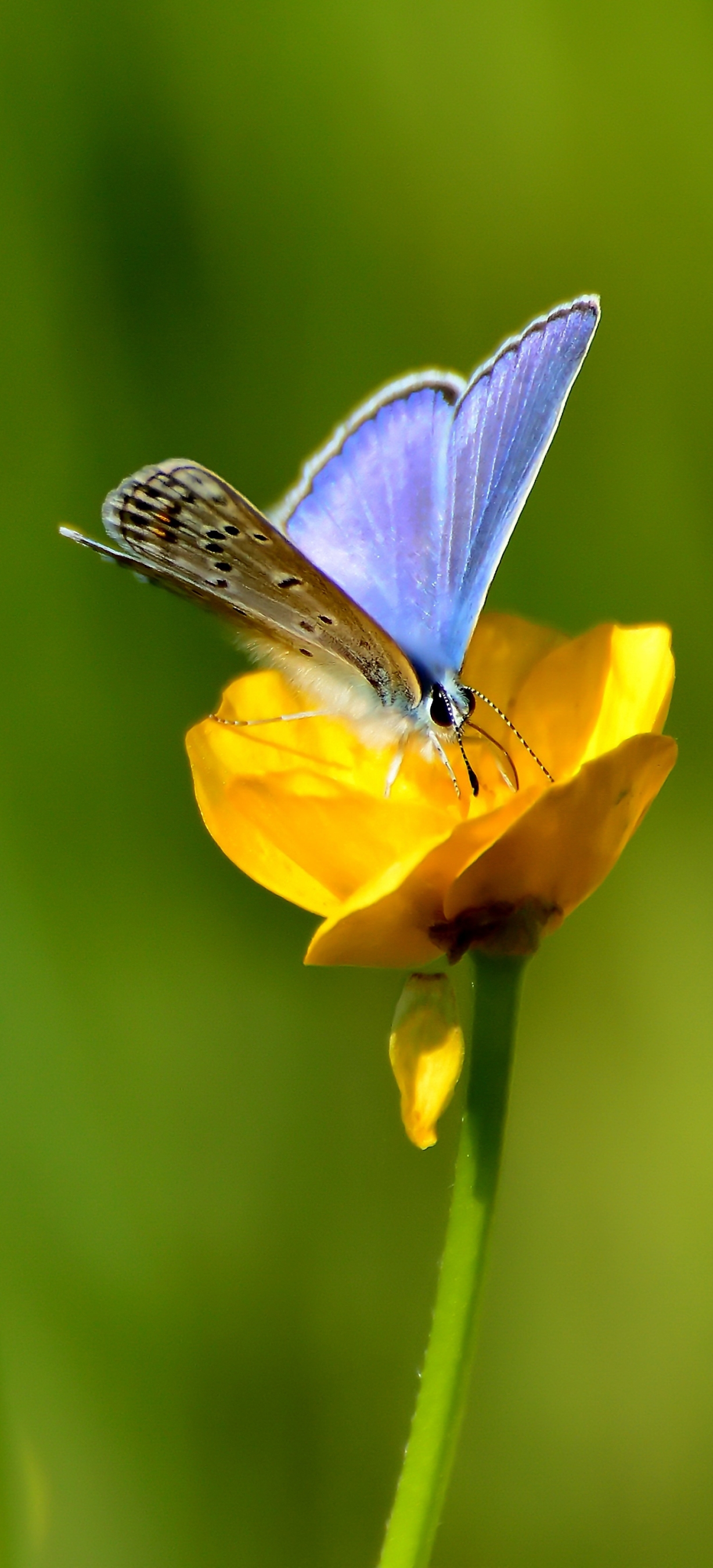 Download mobile wallpaper Flower, Insect, Butterfly, Animal, Yellow Flower for free.