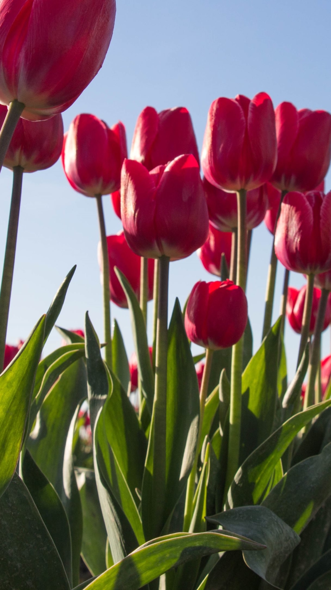 Baixar papel de parede para celular de Flores, Tulipa, Terra/natureza gratuito.